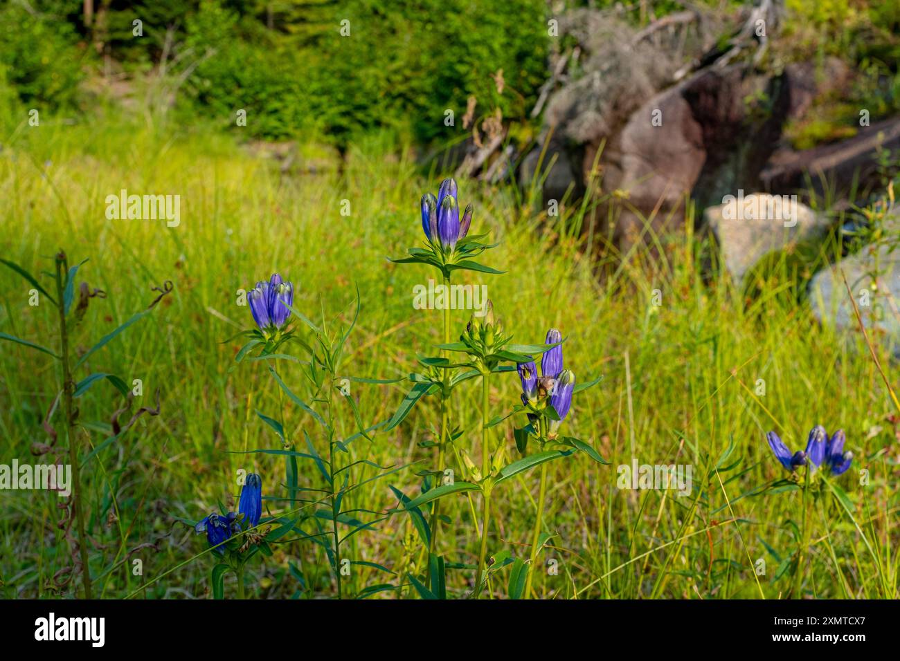 Wilde Enzian-blaue Blüten am Rande eines Baches. Aufgenommen an sonnigen Sommertagen in Kanada Stockfoto