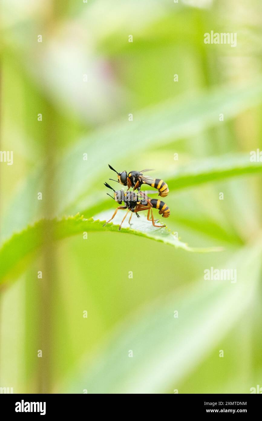 Four Banded Bee Grabbers (conops quadrifasciatus) dickköpfige Fliegen - männlich conops quadrifasciatus reitend weiblich - Schottland, Vereinigtes Königreich Stockfoto