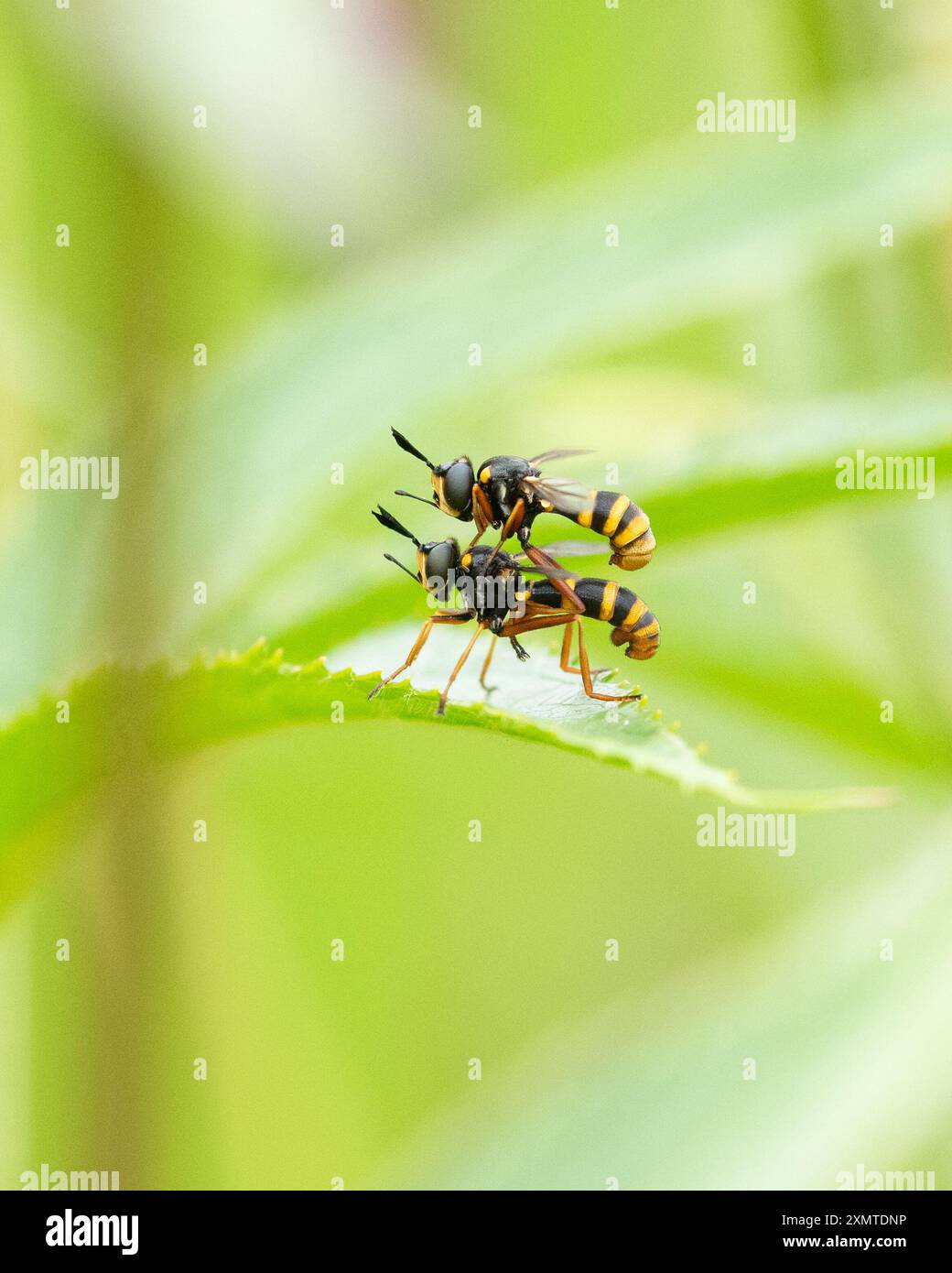 Four Banded Bee Grabbers (conops quadrifasciatus) dickköpfige Fliegen - männlich conops quadrifasciatus reitend weiblich - Schottland, Vereinigtes Königreich Stockfoto