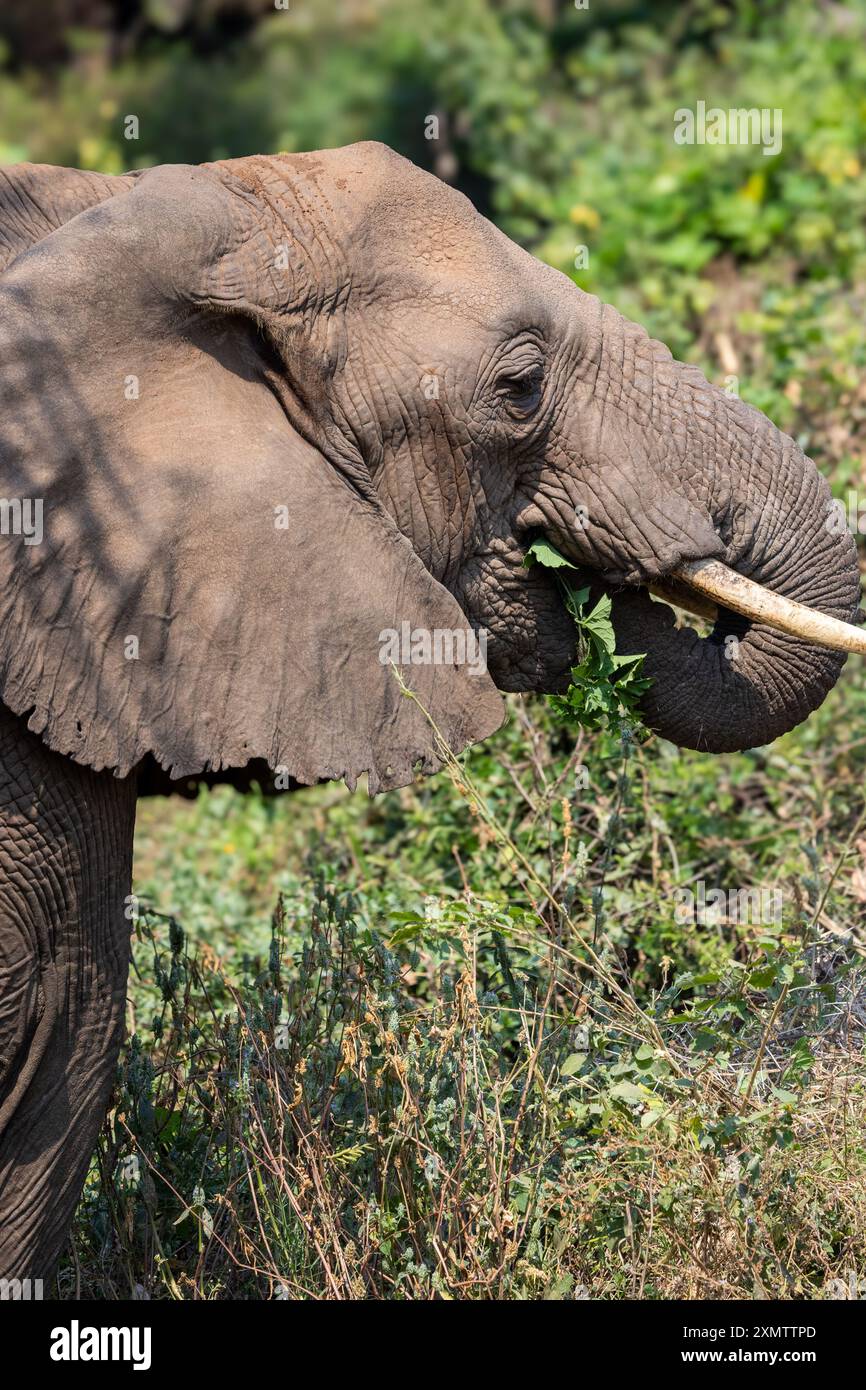 Lake Manyara, Tansania, Afrika Stockfoto