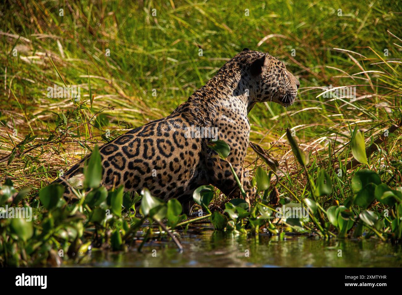 Jaguar überquert den Corixo Negro im Pantanal von Mato Grosso, dem ...