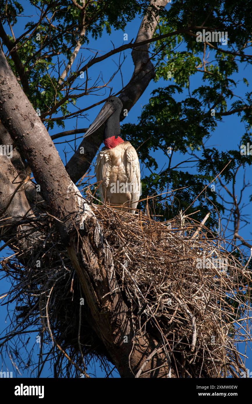 Tuiuiu ist der Vogel, der als Symbol des Pantanals von Mato Grosso in Brasilien gilt Stockfoto