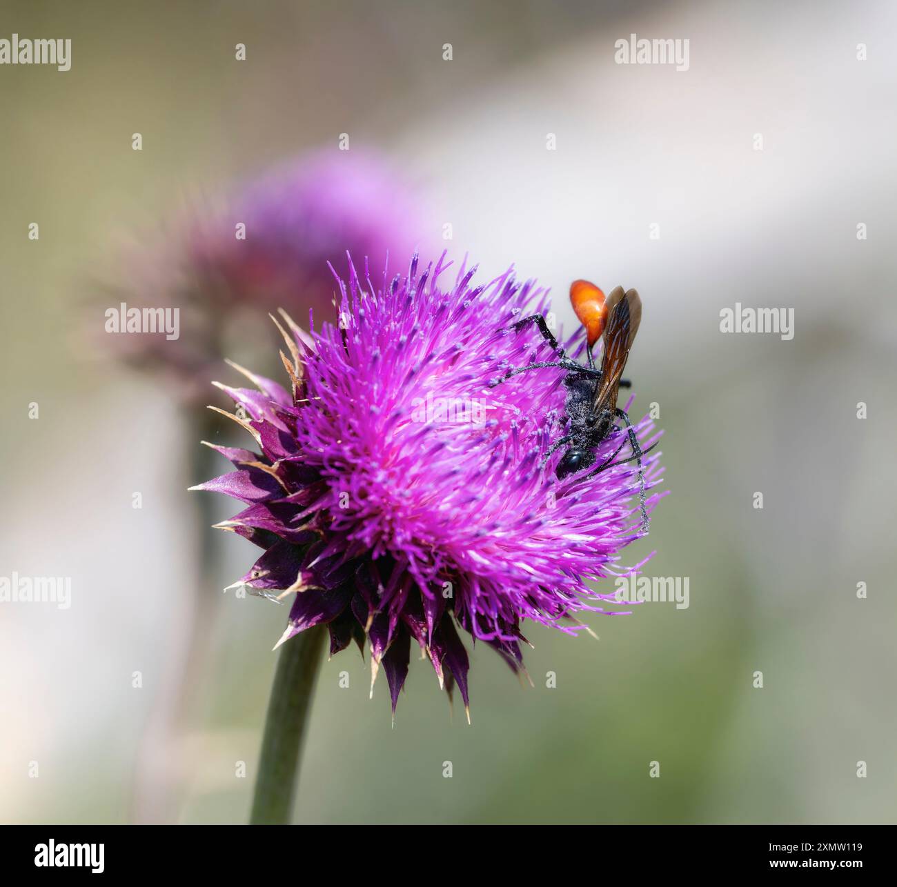 Eine Wespe mit Fadenbund (Familie Sphecidaez) sammelt Pollen aus einer markanten lila Marienblüte und zeigt ihre komplizierten Merkmale. Stockfoto