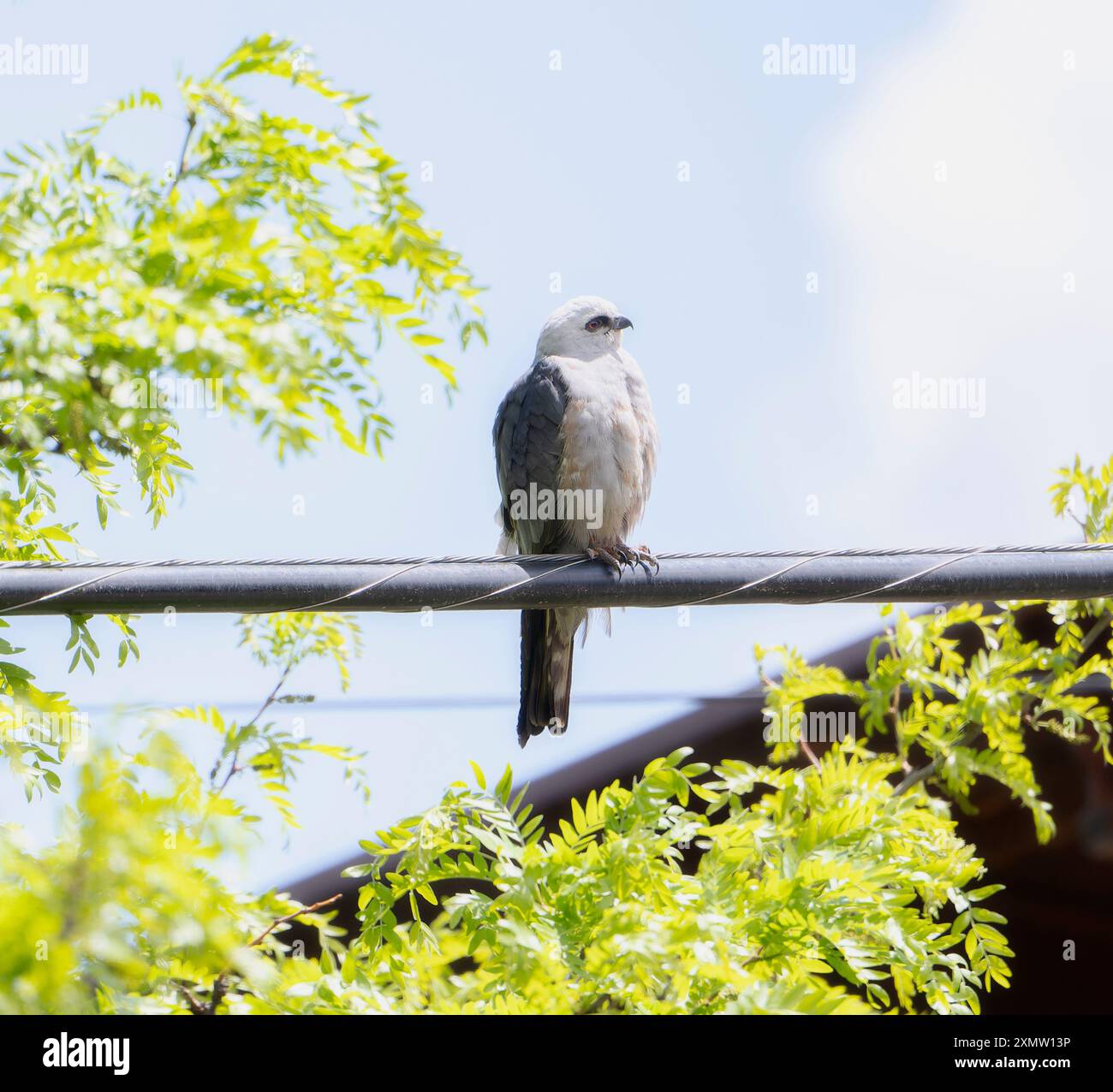 Ein Mississippi-Kite (Ictinia mississippiensis) ist ruhig auf einem Versorgungsdraht zu sehen; umgeben von leuchtend grünem Laub, das typisch für die Region in C ist Stockfoto