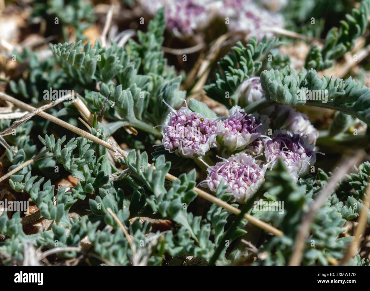 In Colorado wachsen die Blüten der Mountain Springparsley (Vesper montanus). Stockfoto