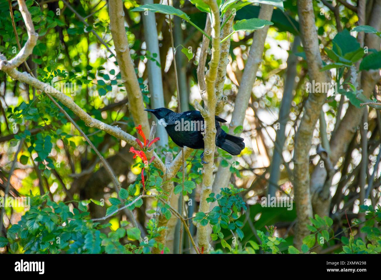 Tui Bird - Neuseeland Stockfoto