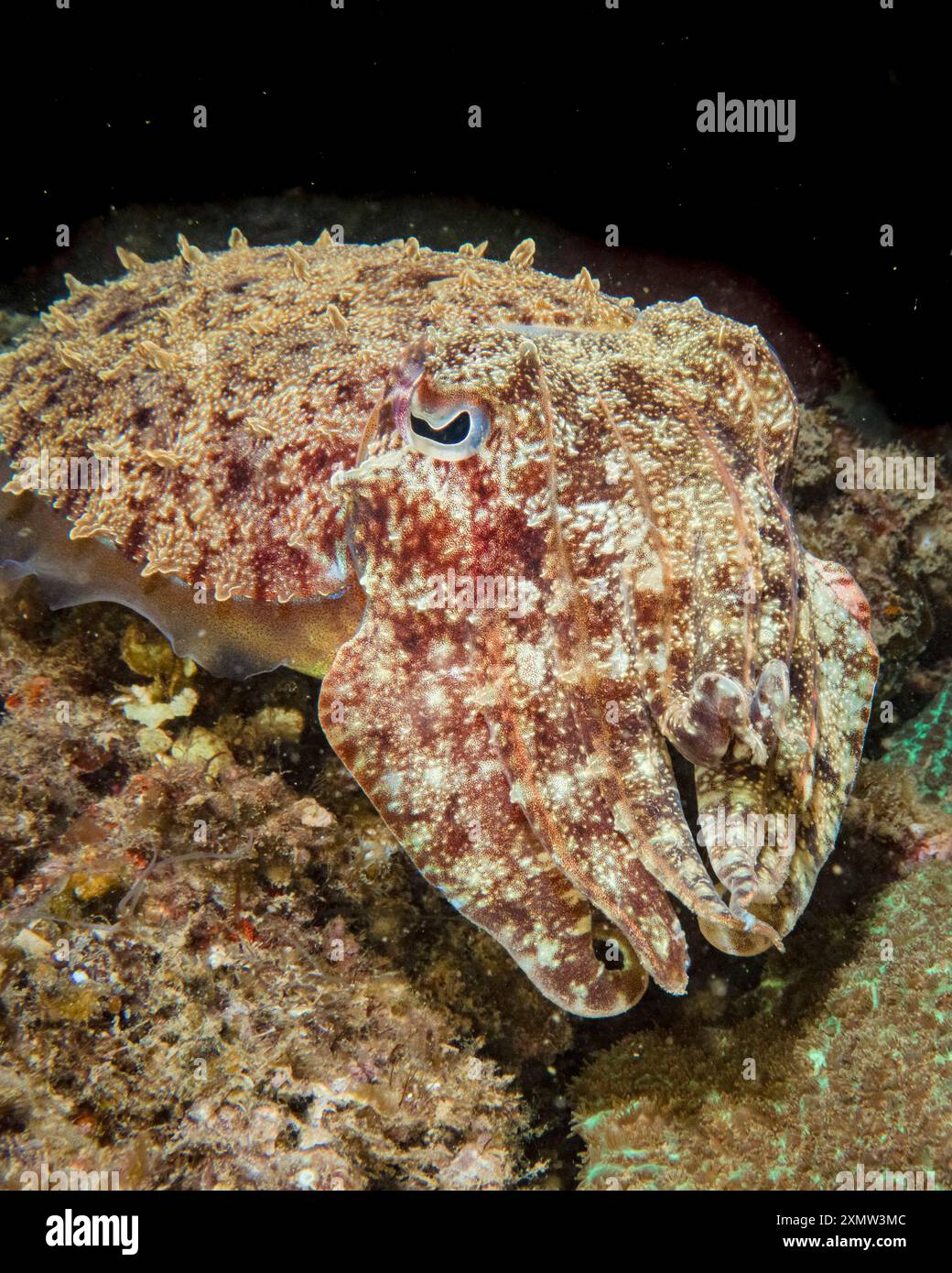 pharao Tintenfisch, Acanthosepion pharaonis, Weibchen, Nosy Be, Madagaskar, Afrika, Indischer Ozean Stockfoto