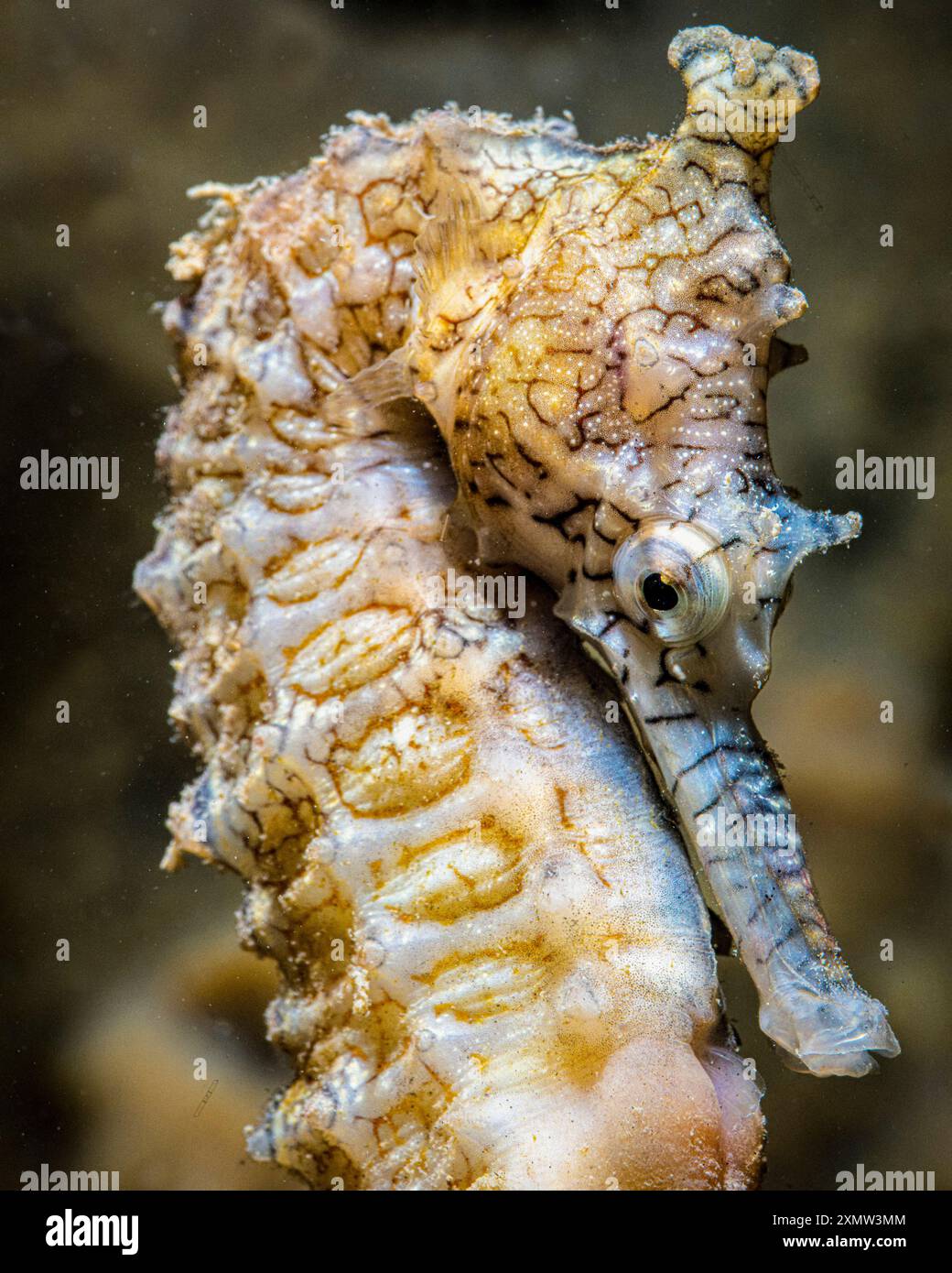 tigerschnauzenseepferd, Westaustralisches Seepferd, Hippocampus subelongatus, männlich, nachts, Woodman Point Regional Park, Western Australia, Australien, I Stockfoto