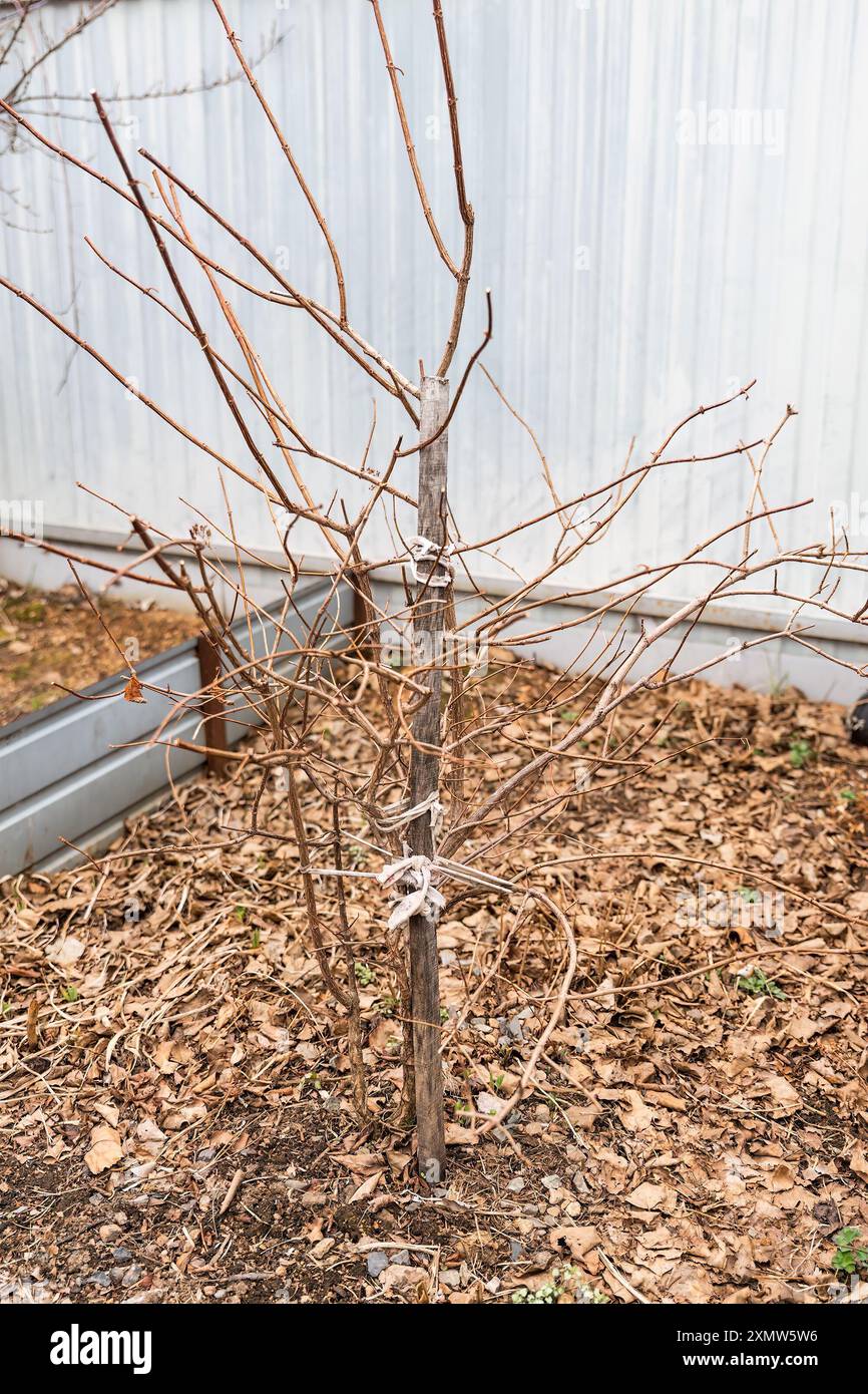 Hortensie arborescens, auch bekannt als glatte Hortensie, wilde Hortensie, Siebrinde unter herbstlichen Blättern, Vorbereitung für den Winter Stockfoto