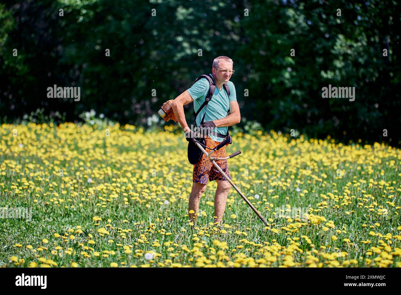 Unkrautschneider wird vom Hausbesitzer benutzt, um Löwenzahn auf dem Grundstück zu töten. Stockfoto
