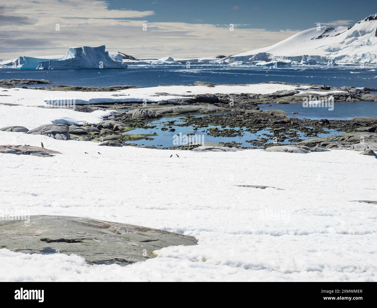 Pinguine des südlichen Gentoo (Pygoscelis papua ellsworthi) auf Pleneau Island, Wilhelm Archipel, Antarktis Stockfoto