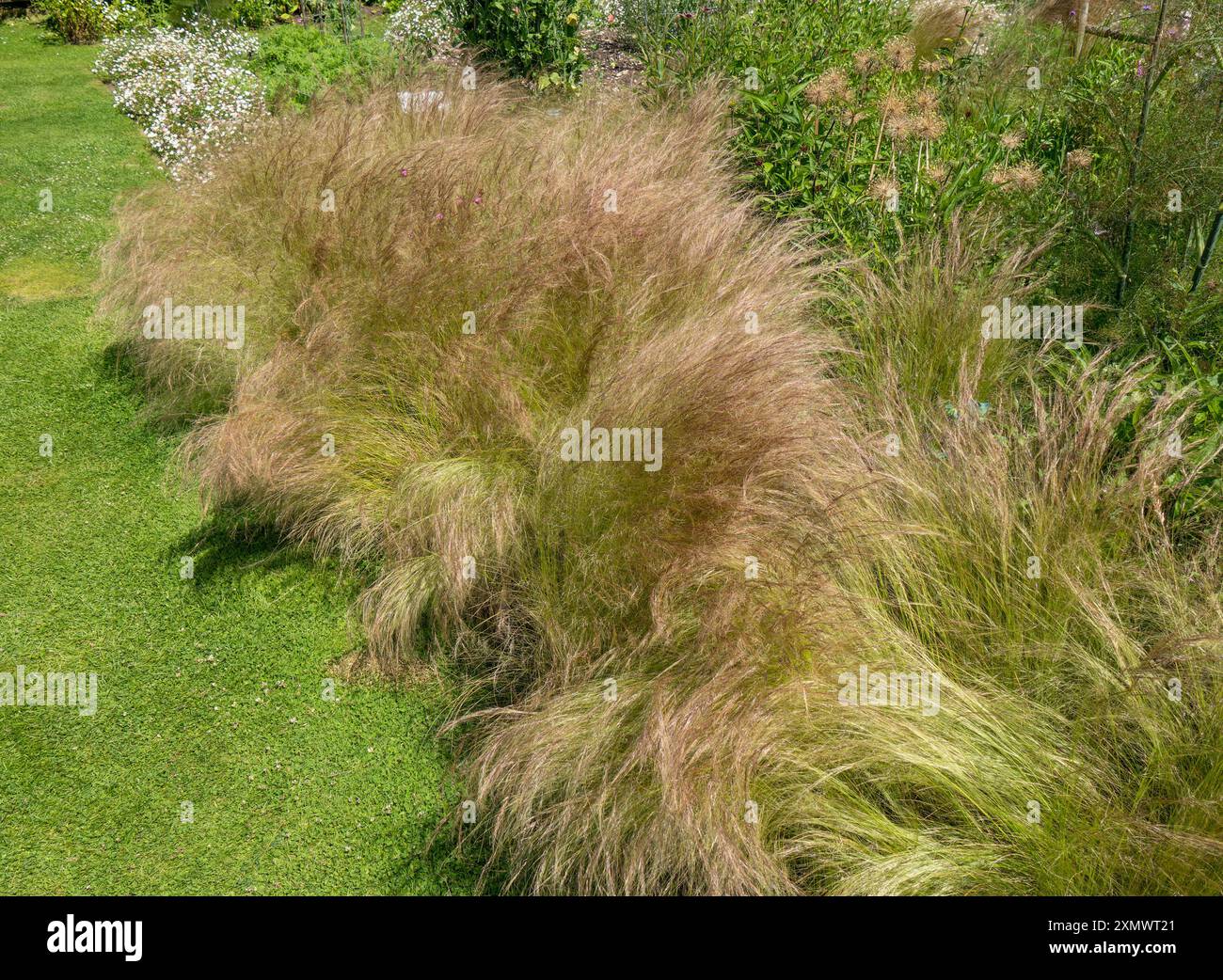 Stipa tenuissima „Pony Tails“ Ziergras wächst in Garden Border im Sommer, Easton Walled Gardens, Grantham, England, Großbritannien Stockfoto