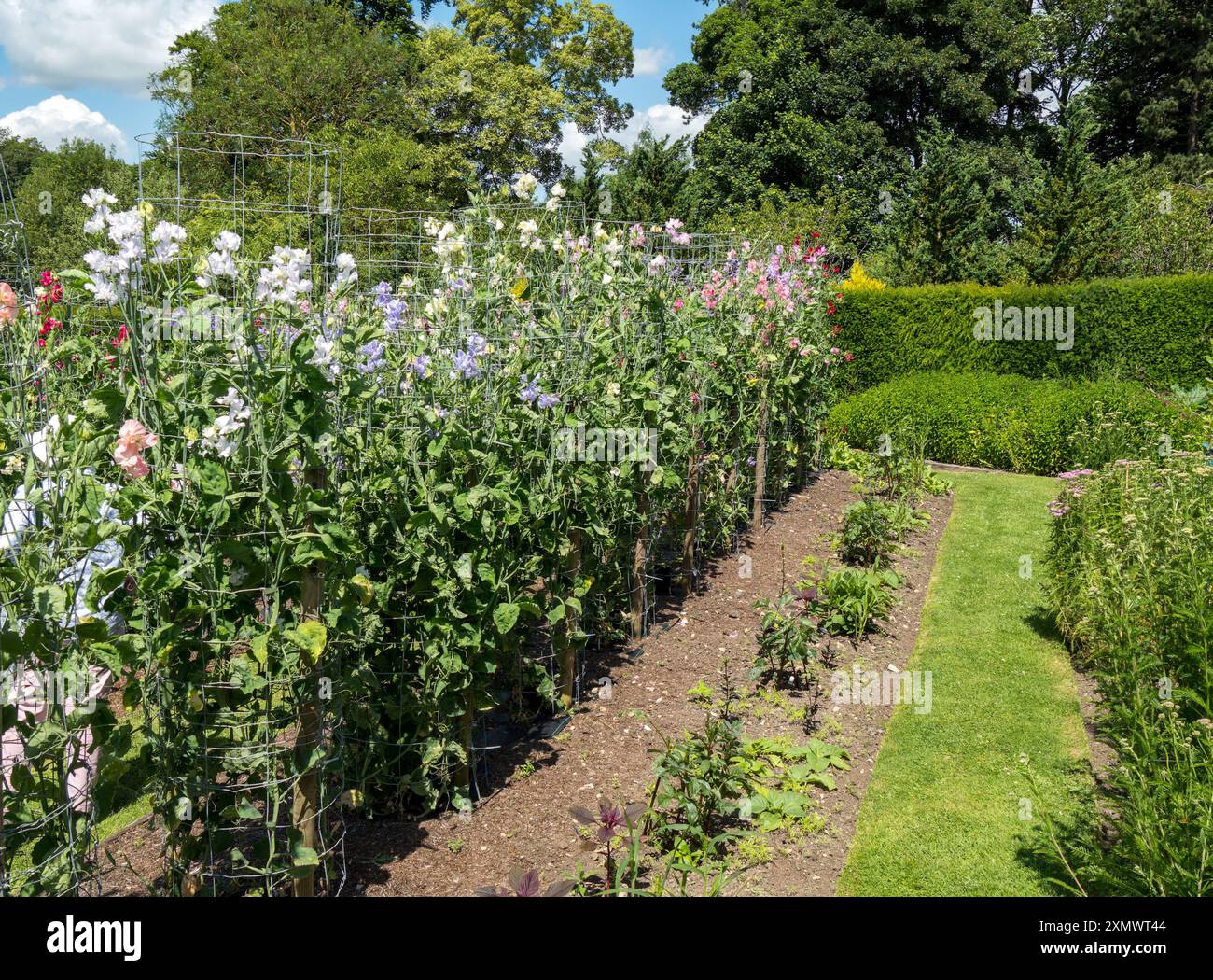 Reihen von hohen Zuckererbsenpflanzen, die im Sommer auf Stangen im Gartenbeet wachsen, Easton Walled Gardens, Grantham, England, Großbritannien Stockfoto