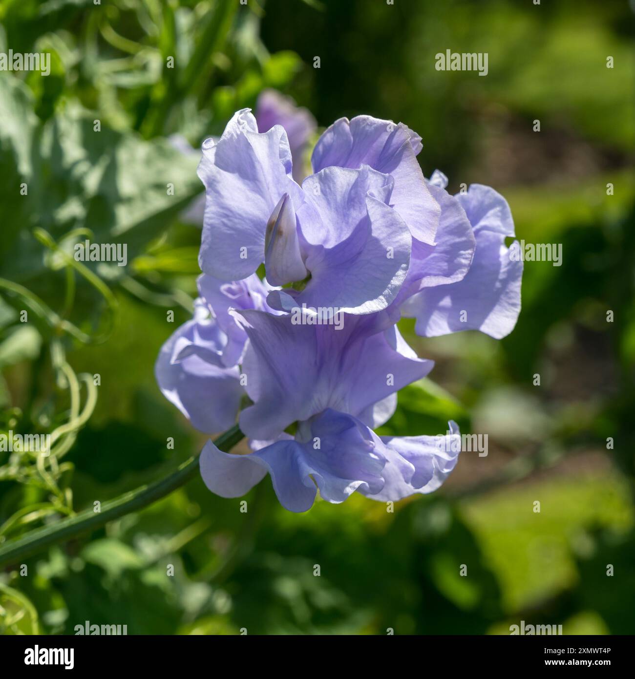 Nahaufnahme einer einzelnen blassenden Bue Sweet Pea Lathyrus odoratus 'Chris Harrod' Blume, Easton Walled Gardens, Grantham, England, Großbritannien Stockfoto