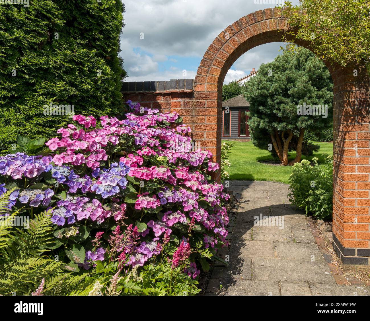 Wunderschöne rosa und blaue Blüten der Hortensie macrophylla 'Teller red' / 'Rotkehlchen' Blüte im Sommer, Leicestershire, England, Großbritannien Stockfoto