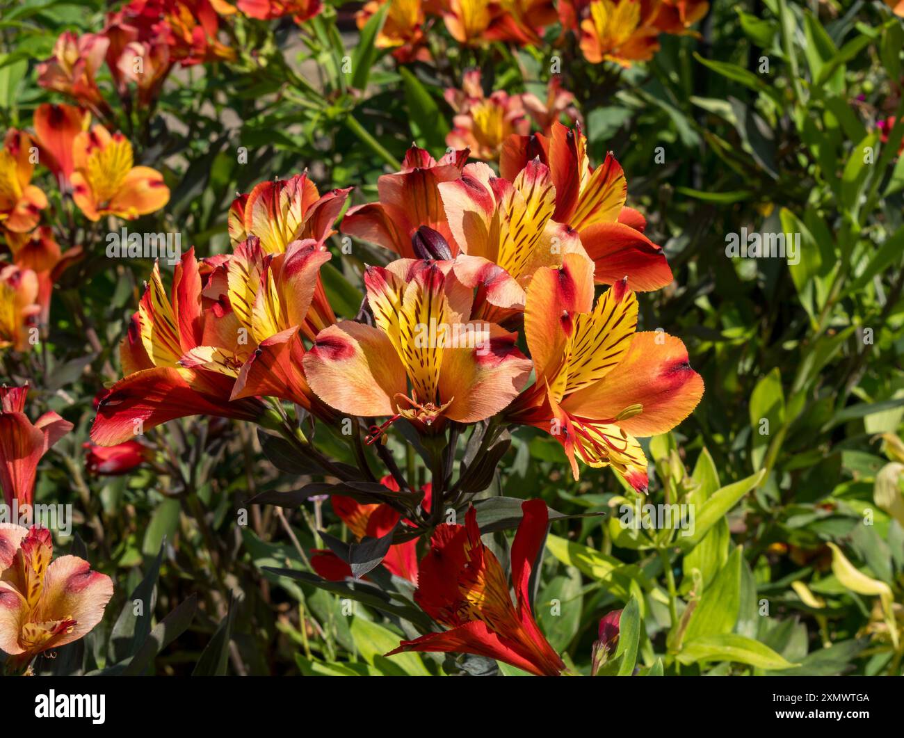 Hübsche orange und gelbe mehrjährige Alstroemeria 'Indian Summer' (peruanische Lilie) Blumen wachsen im englischen Garten im Sommer, Leicestershire, England, Großbritannien Stockfoto