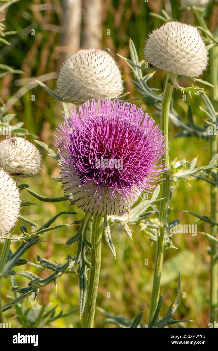 Cirsium eriophorum, Woolly Thistle Stockfoto