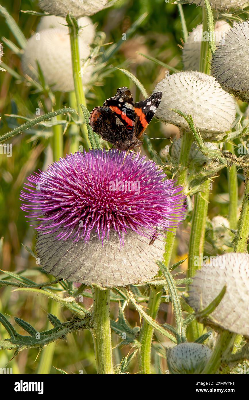 Roter Admiral Schmetterling auf Woolly Thistle Stockfoto