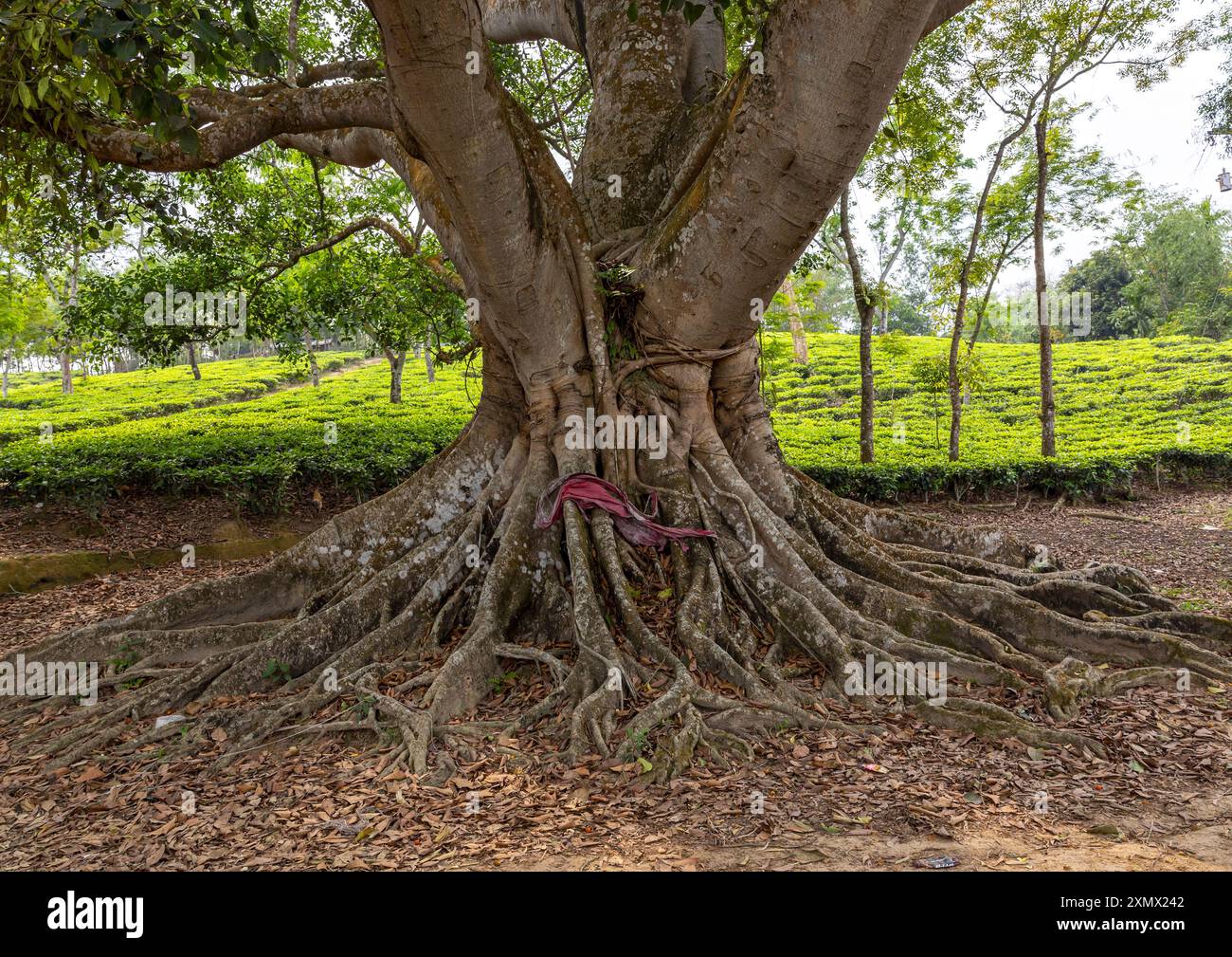 Banyan Tree Riesen Roots, Sylhet Division, Kamalganj, Bangladesch Stockfoto