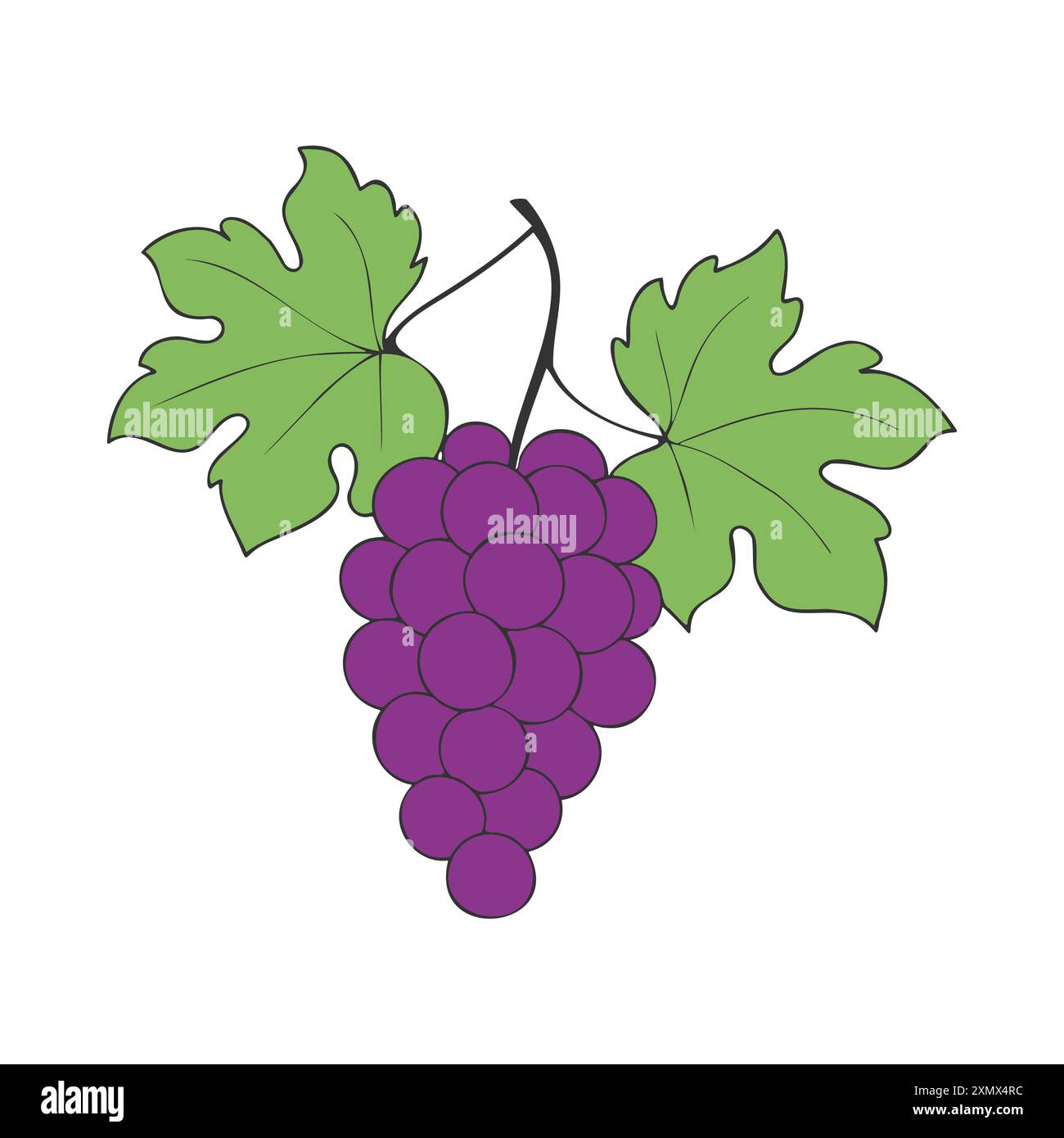 Trauben auf Zweig mit burgunderroten Beeren und Blättern auf weißem Hintergrund. Vektorabbildung Stock Vektor