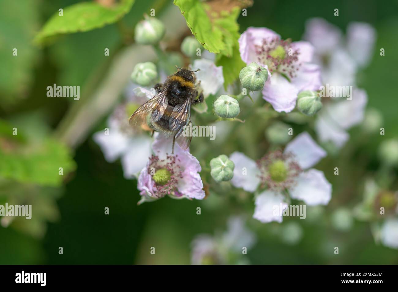 Eine englische Hummel bestäubt Blüten, während sie Nektar extrahiert, blühende englische brombeerblüten Stockfoto