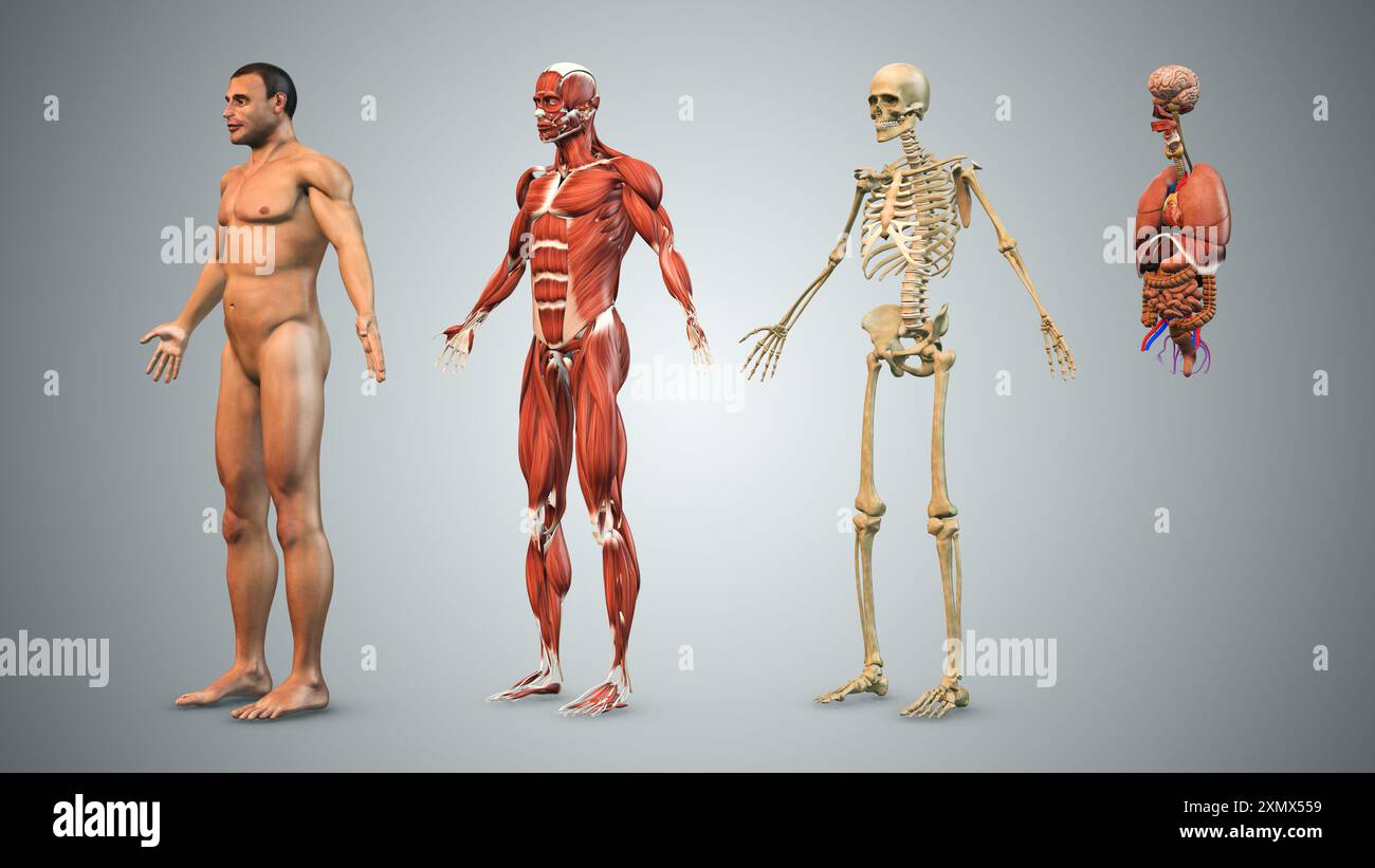 Männlicher Körper mit Skelettmuskulatur und Organen Stockfoto
