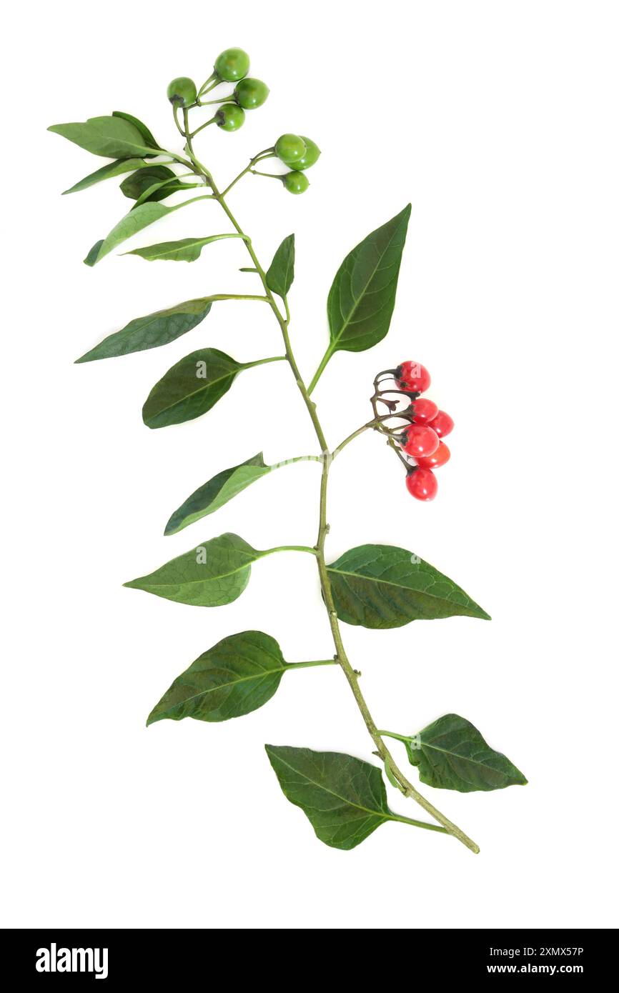 Tödlicher Nachtschatten atropa belladonna Pflanzenblattzweig mit roten und grünen Beeren auf weißer, giftiger Pflanze, die in der Kräutermedizin verwendet wird. Stockfoto