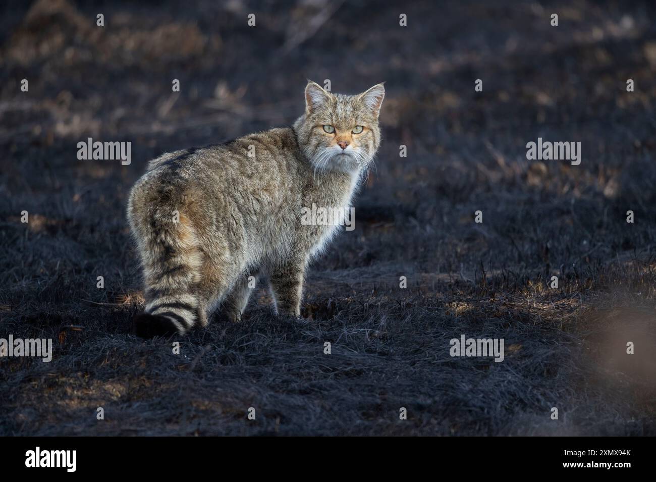 Ich ging mit meiner Familie durch die Natur und plötzlich kam diese Katze an mir vorbei. Gut, dass ich die Kamera dabei hatte. Es war ein einzigartiger Moment. Stockfoto