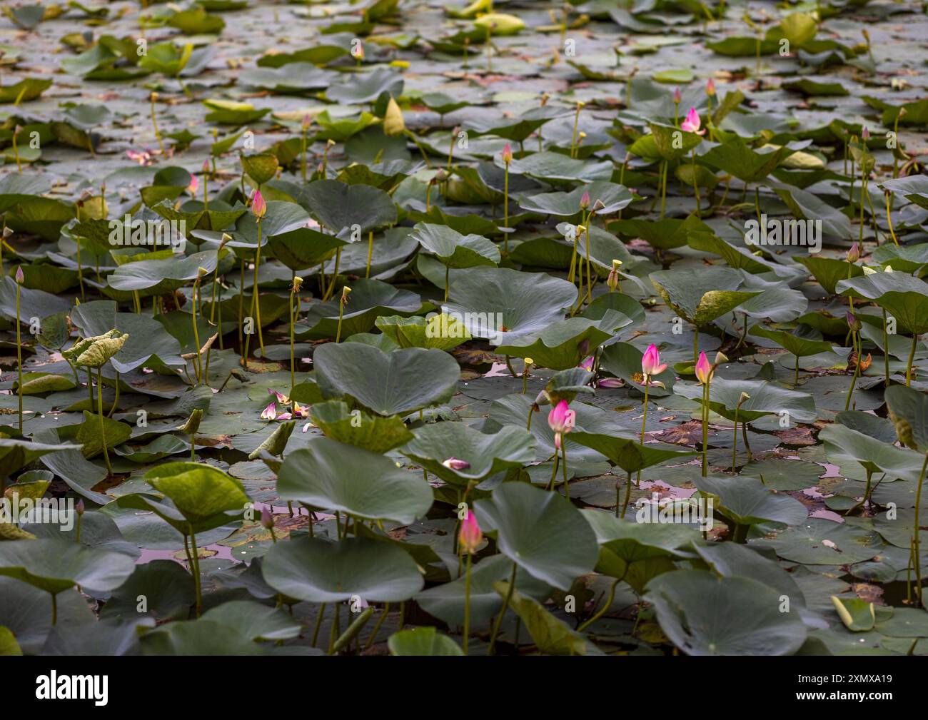 Nymphaea Lotus Seerose im Teich, Khulna Division, Jessore, Bangladesch Stockfoto