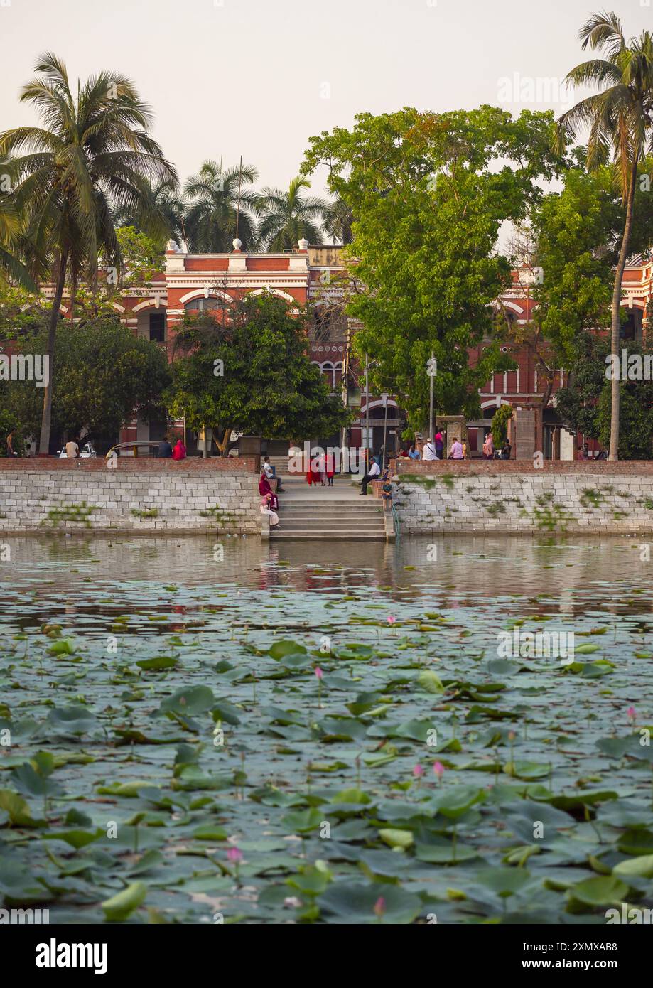 Teich mit nymphaea Lotus Seerose, Khulna Division, Jessore, Bangladesch Stockfoto