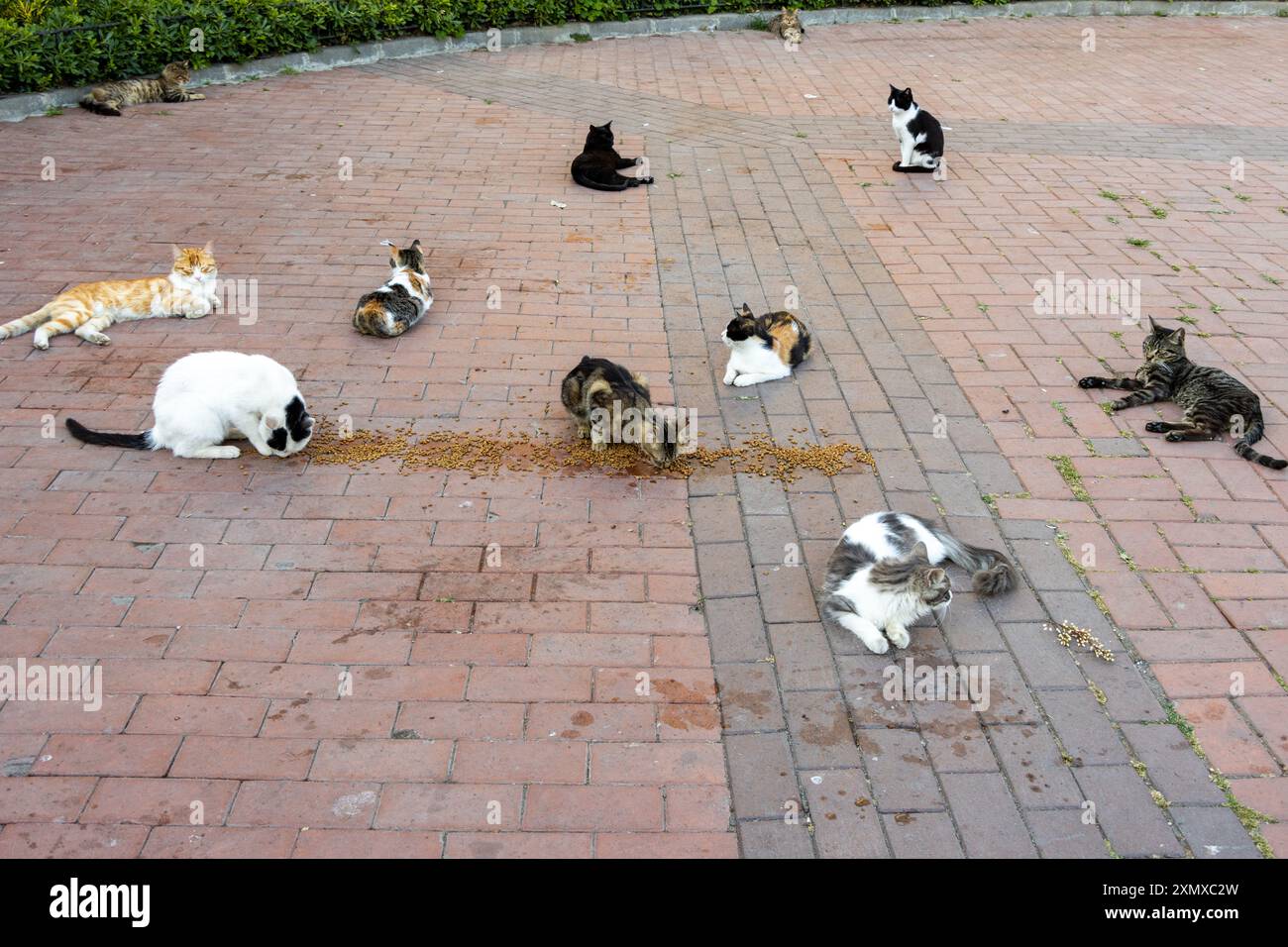 Viele streunende Katzen essen Katzenfutter, das auf dem Boden liegt Stockfoto