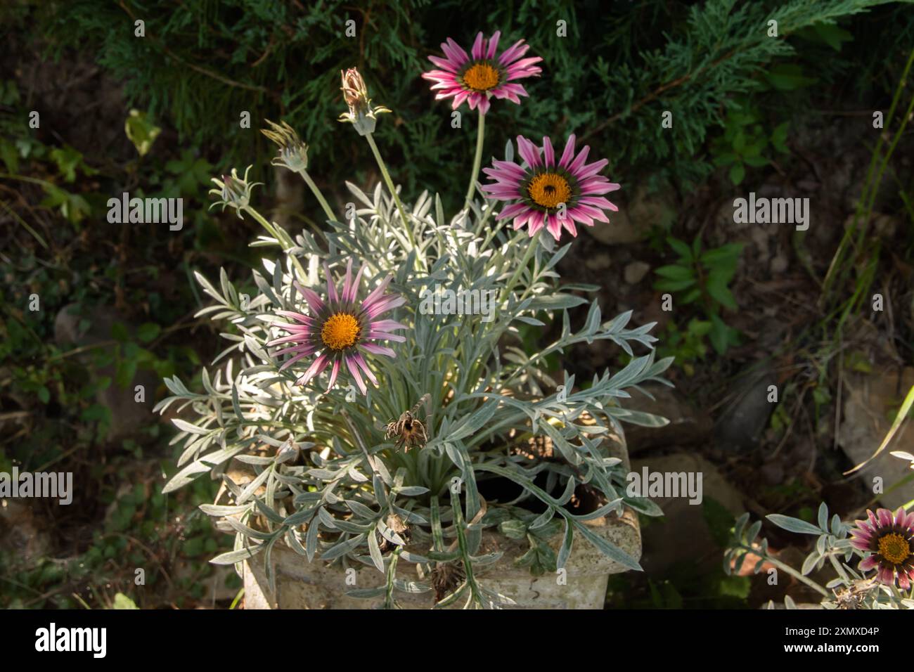 Gazania Blume, afrikanische Gänseblümchen, Asteraceae Nahaufnahme in Keramiktopf im Landhausgarten Stockfoto