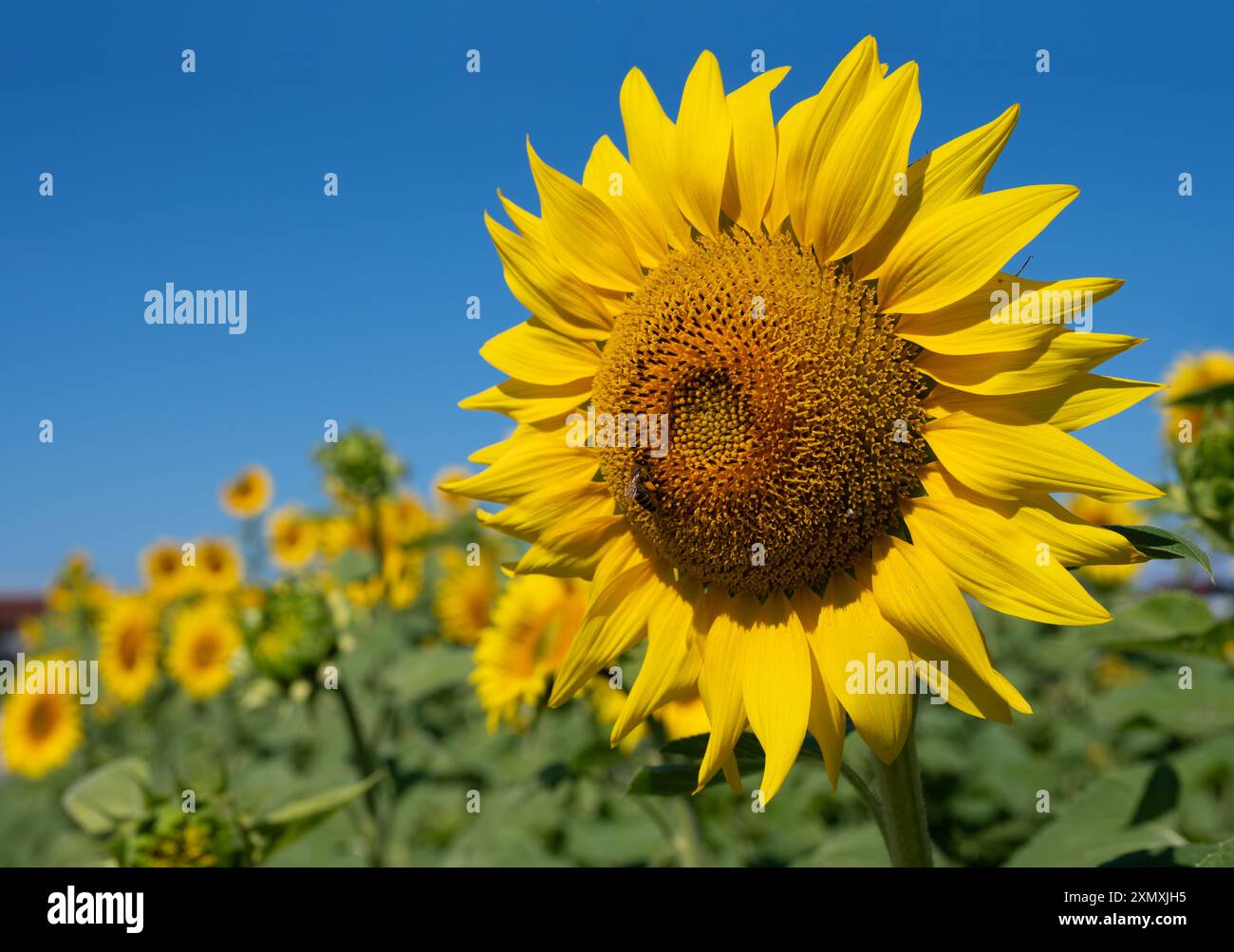 Eine einzelne große Sonnenblume auf einem Feld mit blauem Himmel und einer Honigbiene (APIs mellifera) Stockfoto