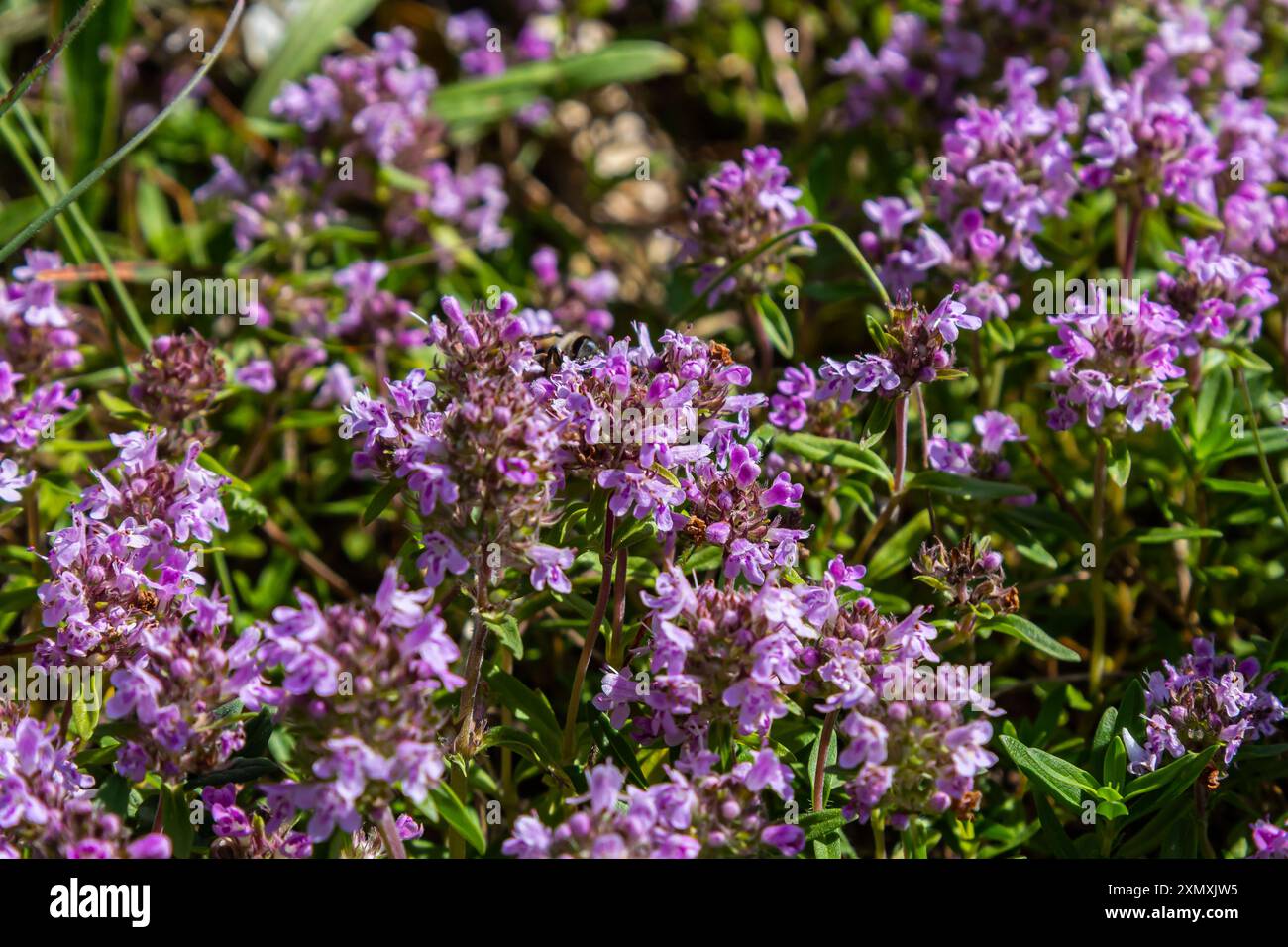 Blühender Duft Thymus serpyllum, Breckland Wildthymian, Kriechthymian oder Elfinthymian Nahaufnahme, Makrofoto. Wunderschönes Essen und Heilpflanze i Stockfoto