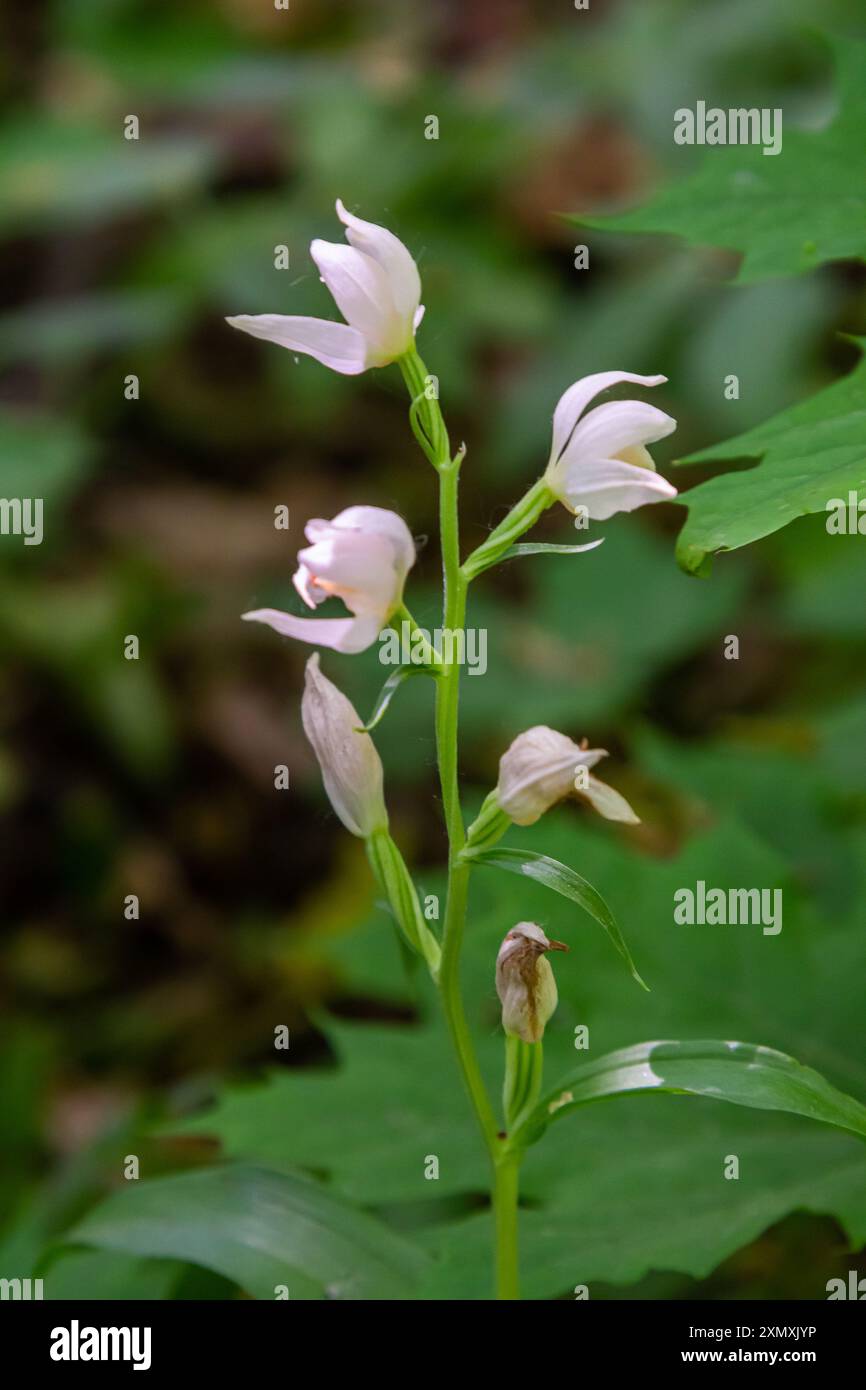 Cephalanthera longifolia, das schmalblättrige Helleborin, Schwertblättriges Helleborin oder langblättriges Helleborin, ist eine rhizomatöse Staudenpl Stockfoto