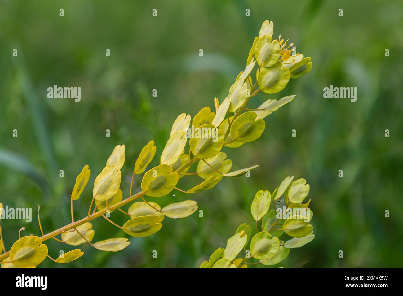 In der Natur wächst Thlaspi arvense zwischen wilden Gräsern. Stockfoto