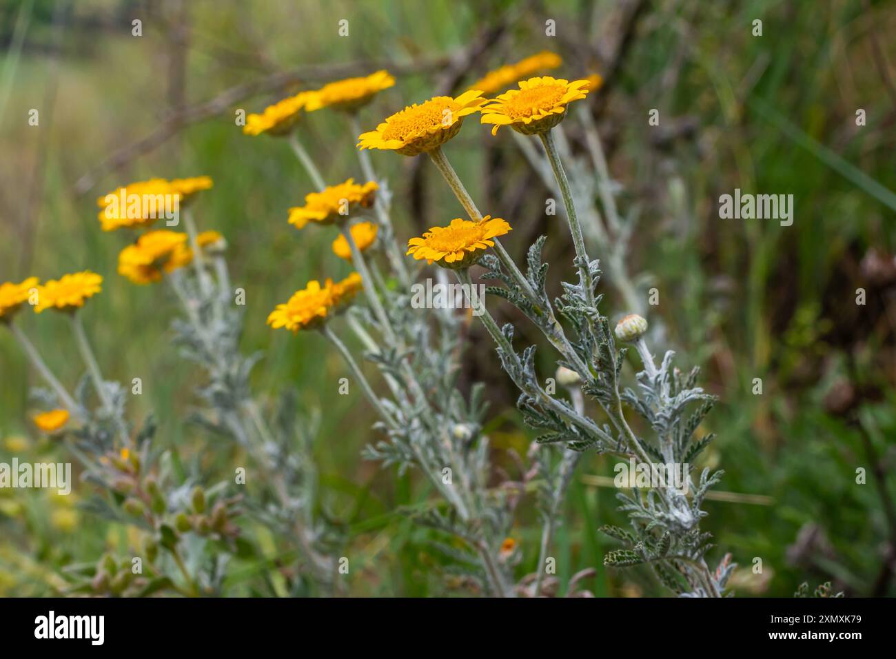 Gefiedertes Laub und gelbe Blüten von Cota tinctoria Kelwayi im Juni. Stockfoto