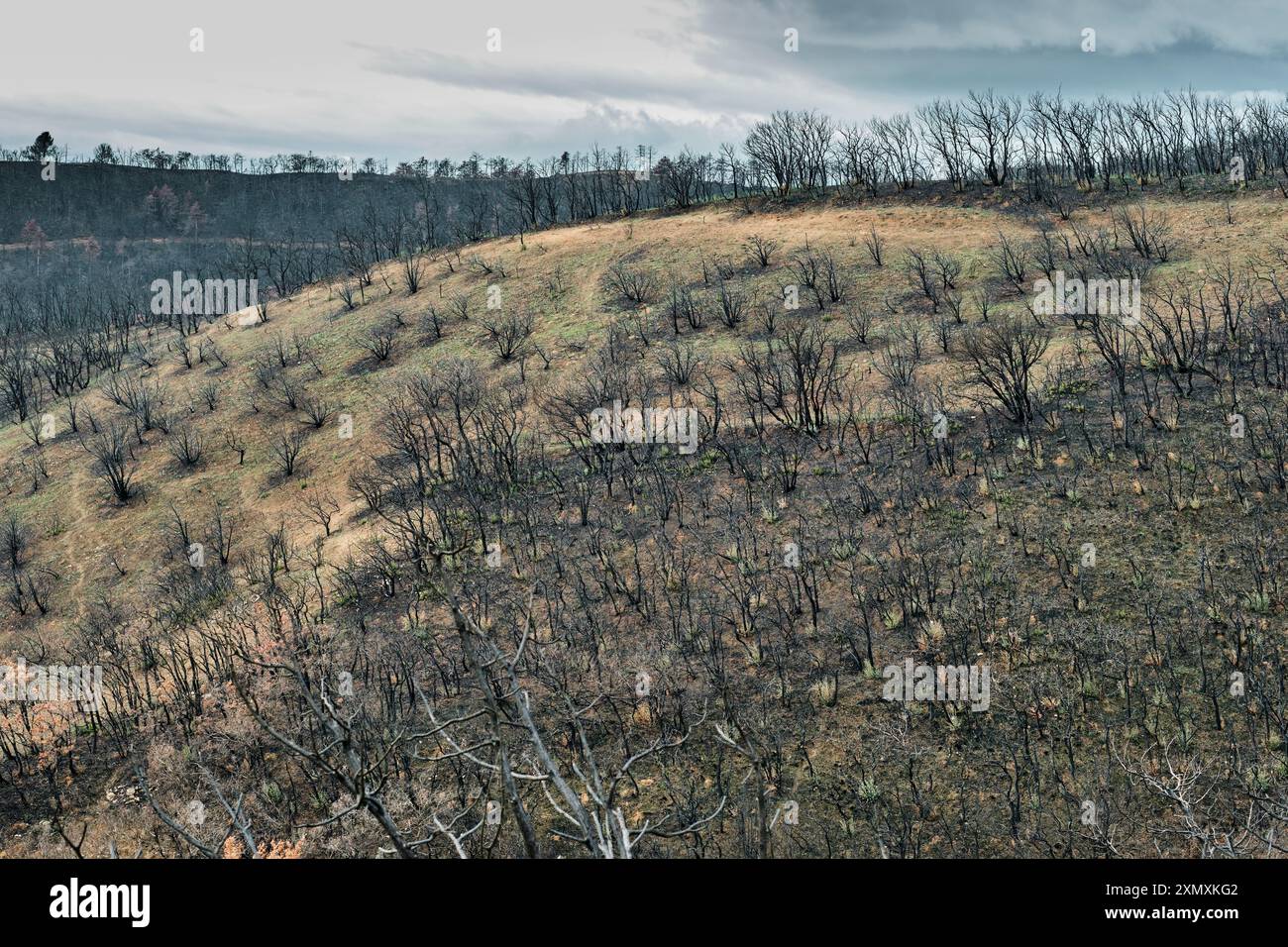 Weitläufiger Blick auf die verbrannten Hügel und Täler in Legarda, Navarra, Spanien, mit den Nachwirkungen eines jüngsten Waldbrandes mit verkohlter Vegetation und Stockfoto