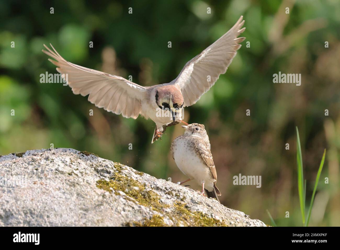 Uferhornlarche, Uferlarche, Hornlarche (Eremophila alpestris), männlicher angreifender Jungvogel auf einem Felsen, Niederlande, Drenthe, Emmen Stockfoto