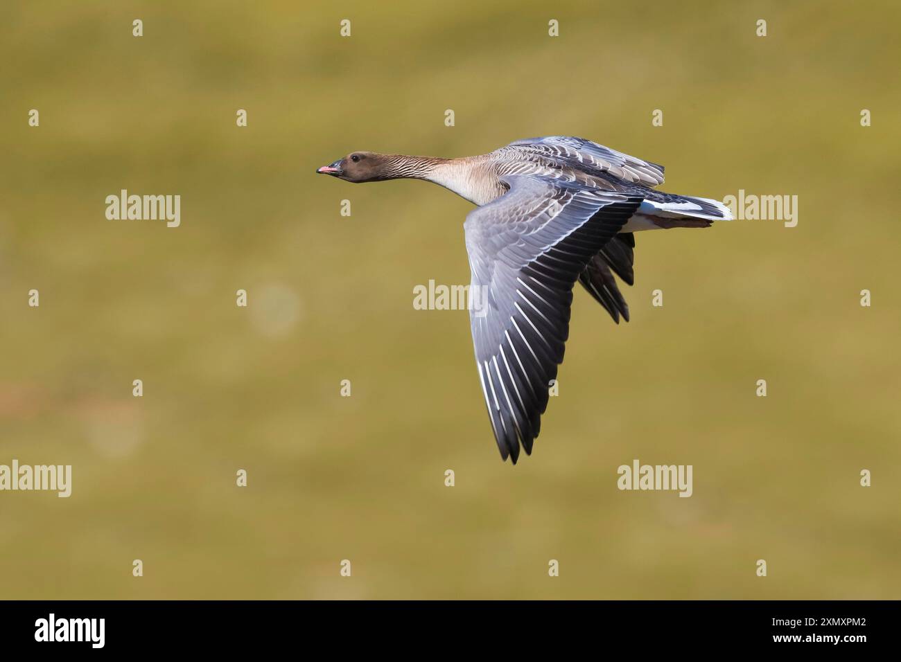 Rosafarbene Gans (Anser brachyrhynchus), im Flug, Seitenansicht, Island Stockfoto