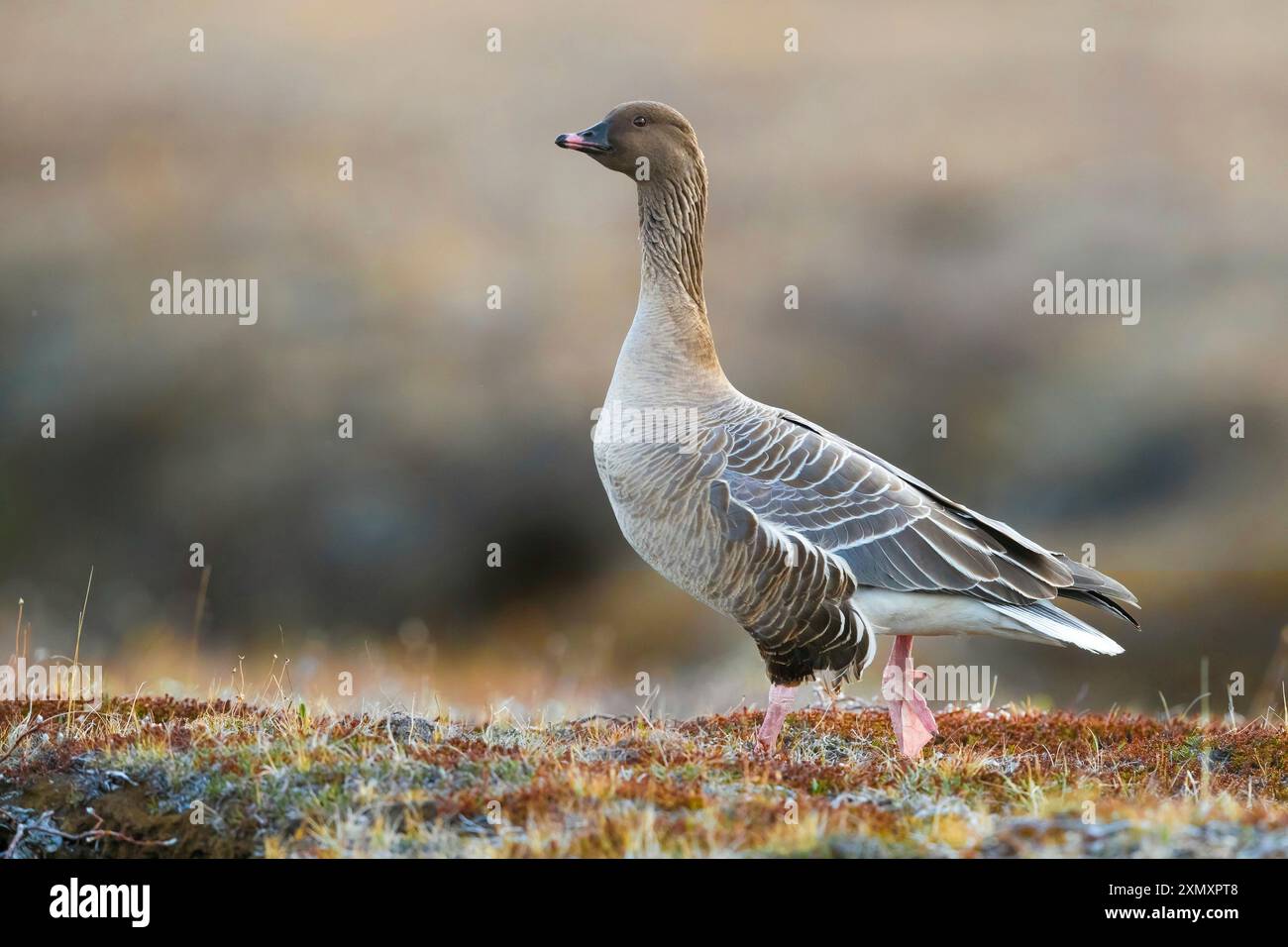 Rosafarbene Gans (Anser brachyrhynchus), Spaziergang auf der Tundra während der Brutsaison, Seitenansicht, Island Stockfoto