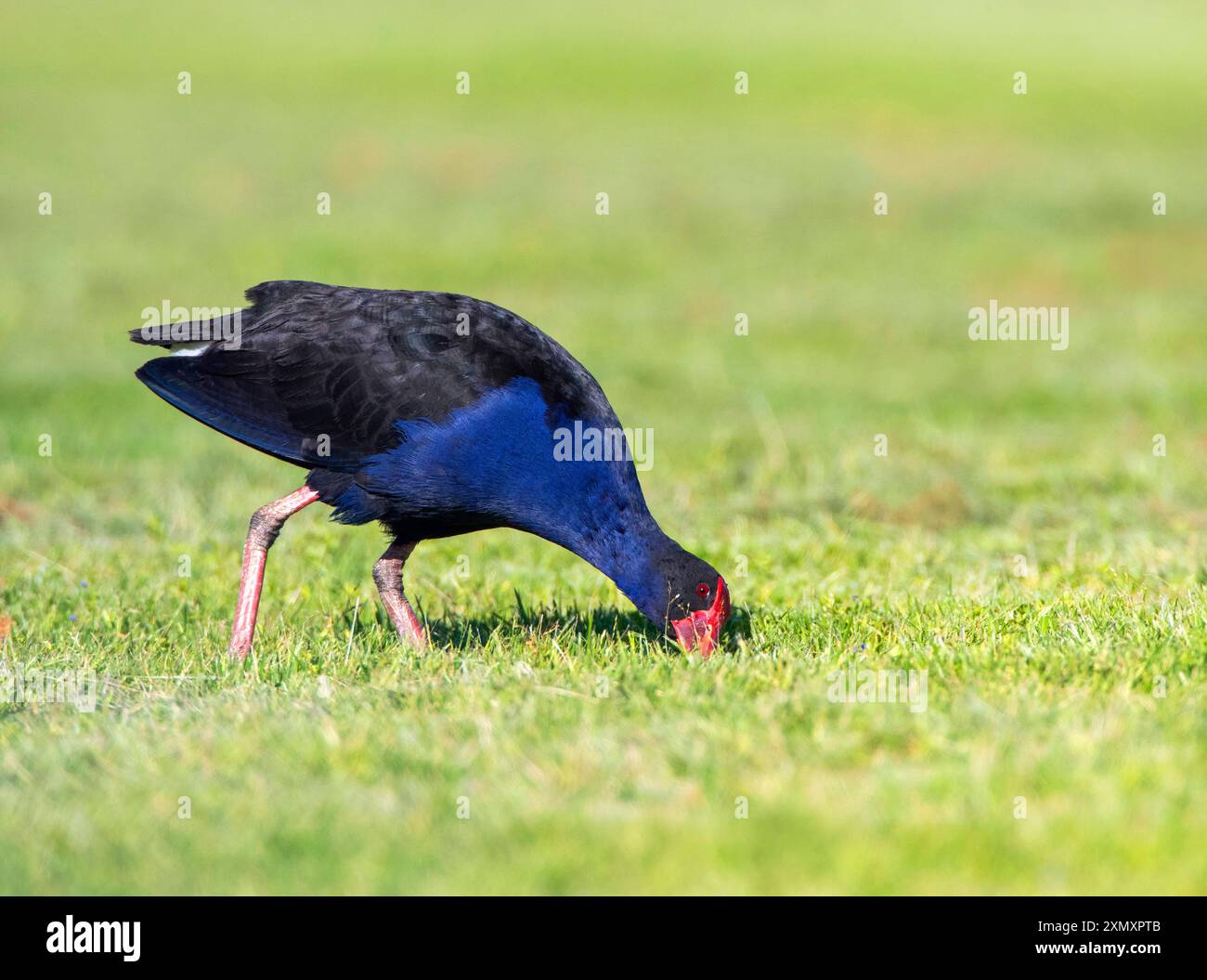 Australasischer Sumpf, Purpurswamphen, Pukeko (Porphyrio melanotus melanotus, Porphyrio melanotus, Porphyrio porphyrio melanotus), gehen auf einem Rasen Stockfoto