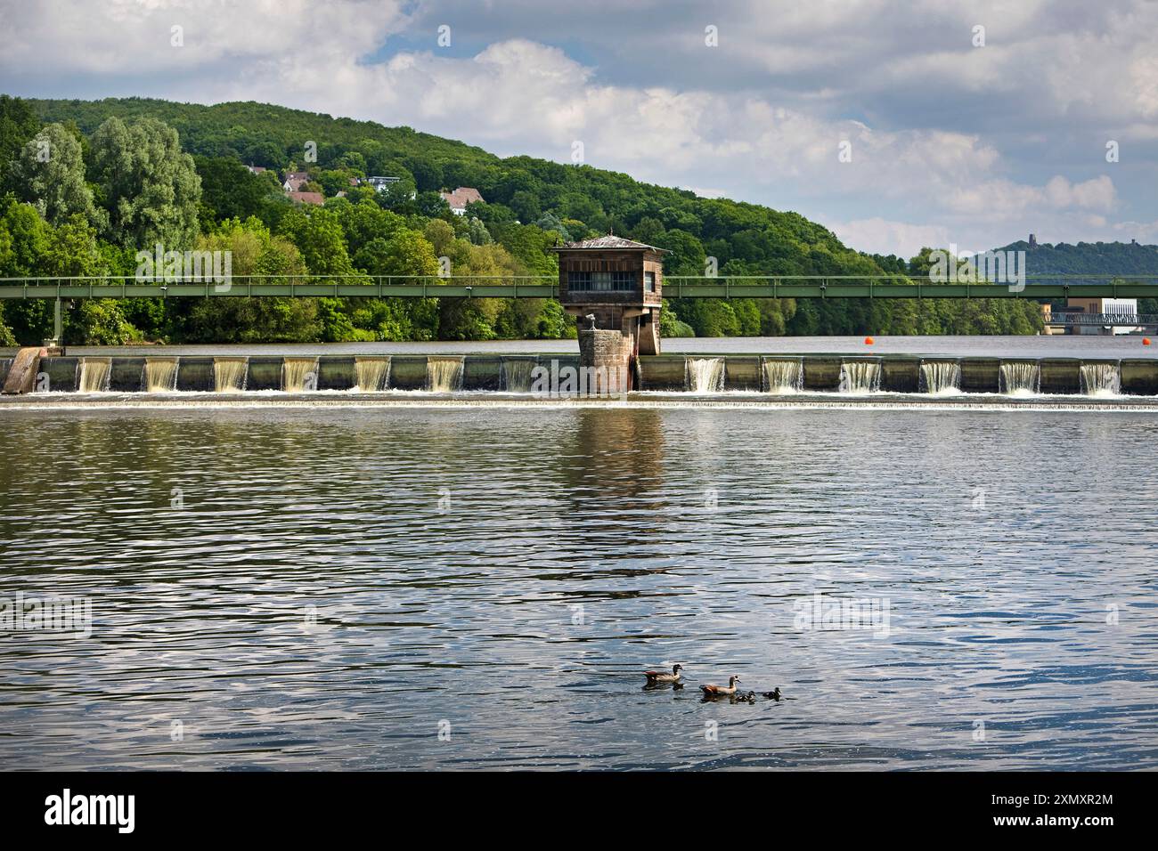 Ägyptische Gans (Alopochen aegyptiacus), Familie Nilgans am Wehr des Laufkraftwerks Stiftsmuehle, Deutschland, Nordrhein-Westfalen, Stockfoto