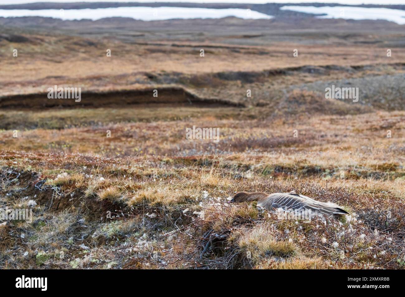 Rosafarbene Gans (Anser brachyrhynchus), duckt sich auf ihrem Nest, Seitenansicht, Island Stockfoto