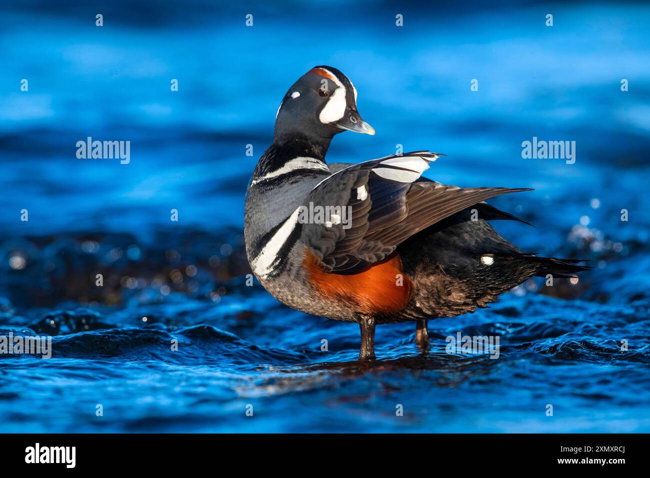 harlequin Ente (Histrionicus histrionicus), drake auf einem untergetauchten Felsen, Island Stockfoto