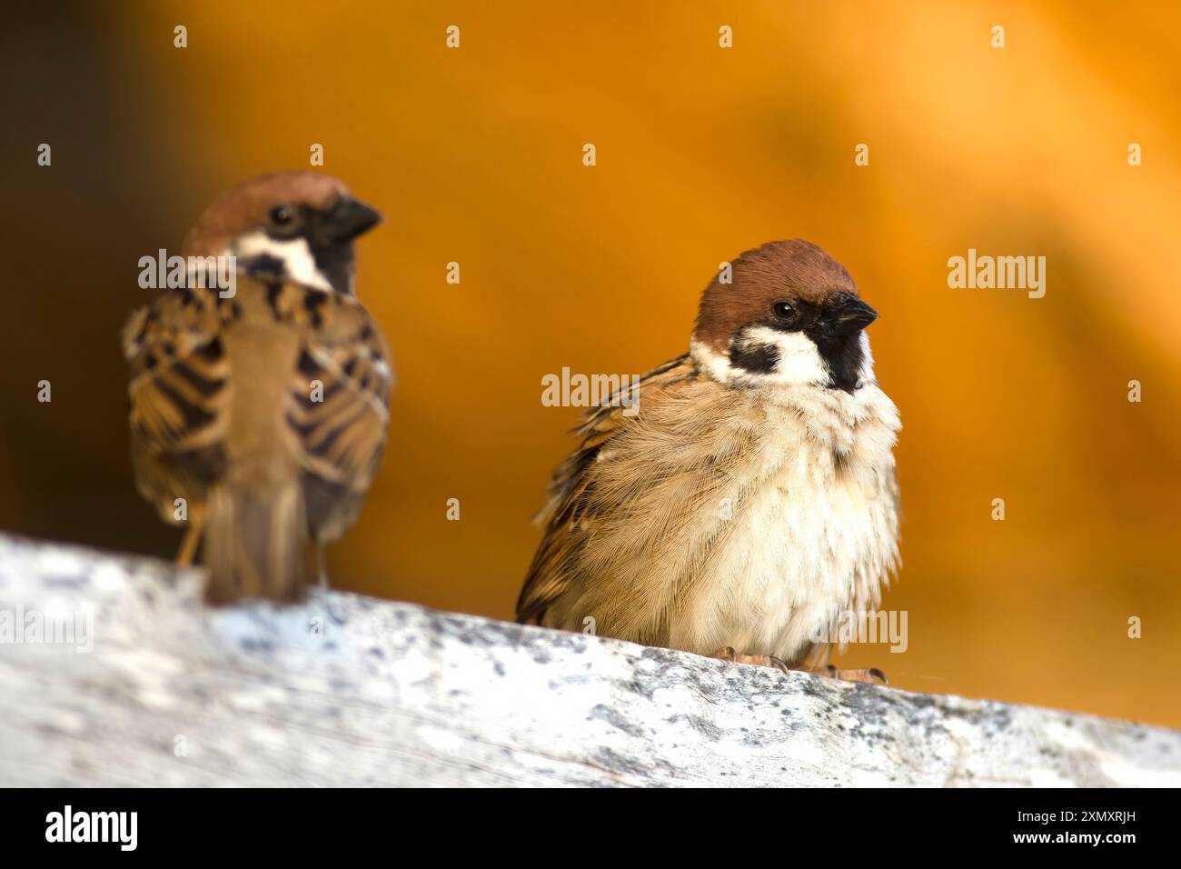 Eurasischer Baumpatzen (Passer montanus), zwei Baumpatzen auf einem Geländer, Thailand Stockfoto