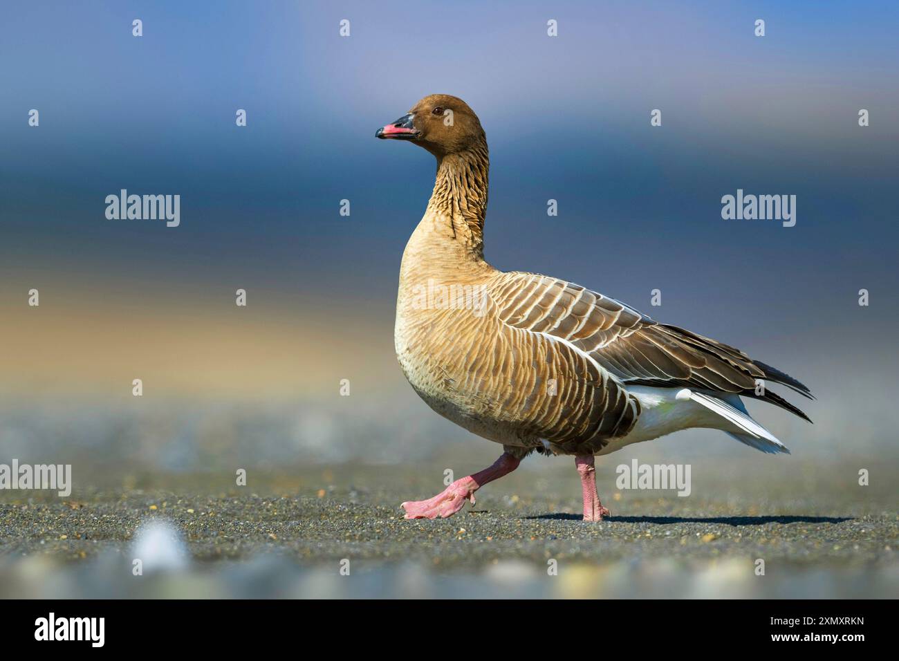 Rosafarbene Gans (Anser brachyrhynchus), Spaziergang auf der Tundra, Seitenansicht, Island Stockfoto
