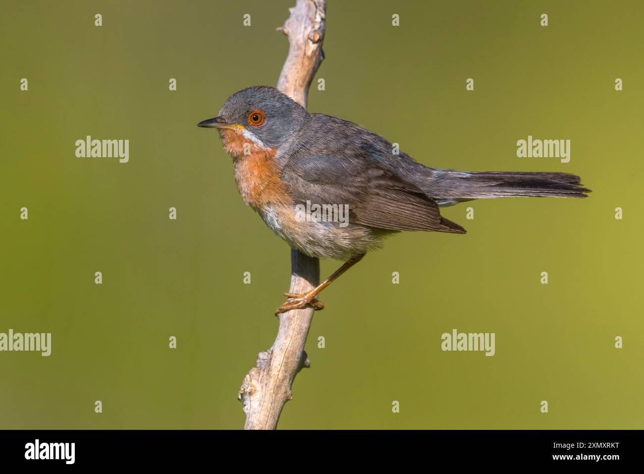 Westlicher subalpiner Warbler (Sylvia inornata iberiae, Curruca inornata iberiae), auf einem Zweig stehend, Seitenansicht, Frankreich, Provence Stockfoto