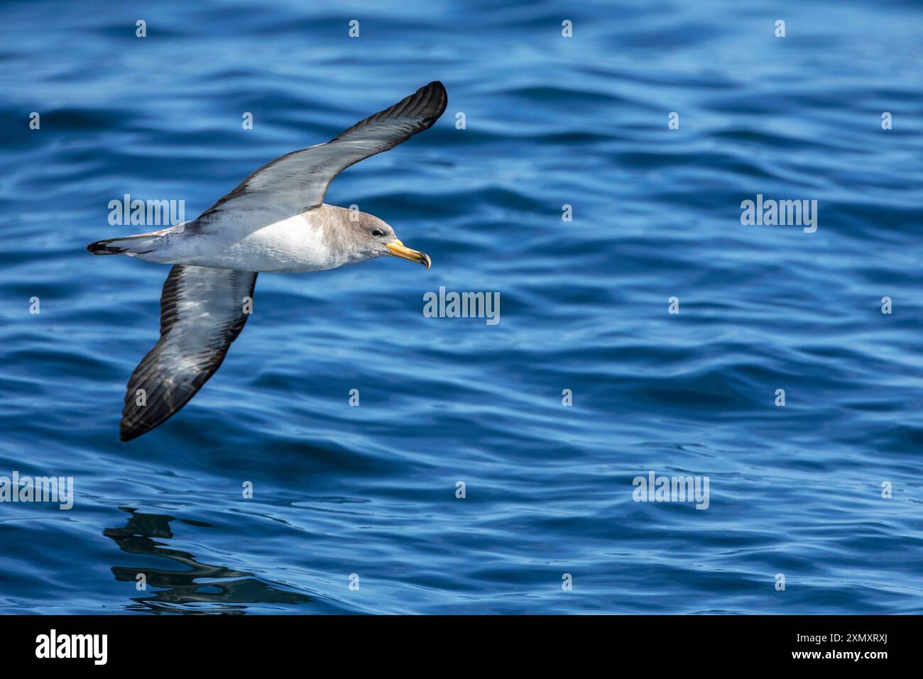 Cory's Shearwater (Calonectris borealis, Calonectris diomedea borealis), im Flug über das Meer, Großbritannien, England, Cornwall, Scilly-Inseln Stockfoto