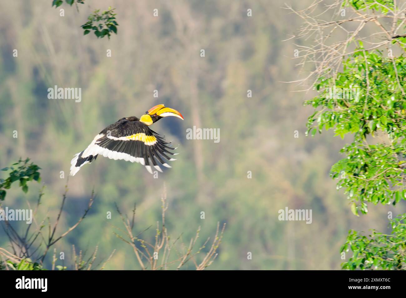 Großer indischer Nashornvogel, Nashornvogel (Buceros bicornis), Erwachsener, der von einem Baum zum nächsten fliegt, Thailand, Khao Yai Nationalpark Stockfoto